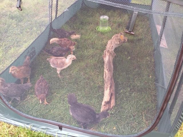 Portable Chicken Run Large Pop-Up Chicken Pen for Small Animals Outdoor Gardening Net with 3 Doors and Handbag, Easy to Install and Storage, Green customer photo 2