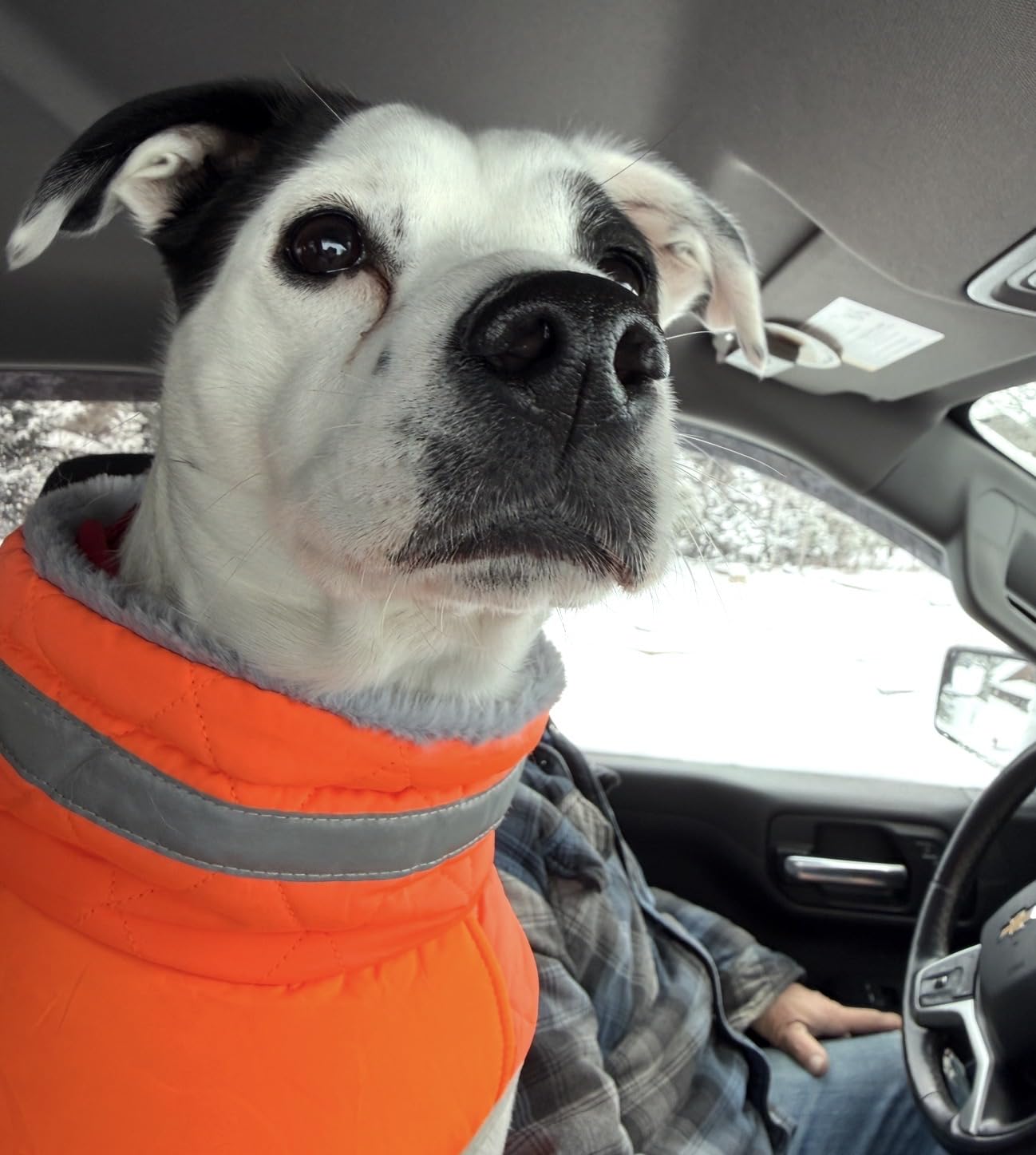 Lelepet Dog Coat Warm Dog Winter Coat Waterproof Dogs Jacket with Harness Built in Reflective Pet Fleece Vest Zip-Up Cold Weather Coats for Large Dogs Turtleneck Windproof Coats Boxer Blaze Orange XL customer photo 1
