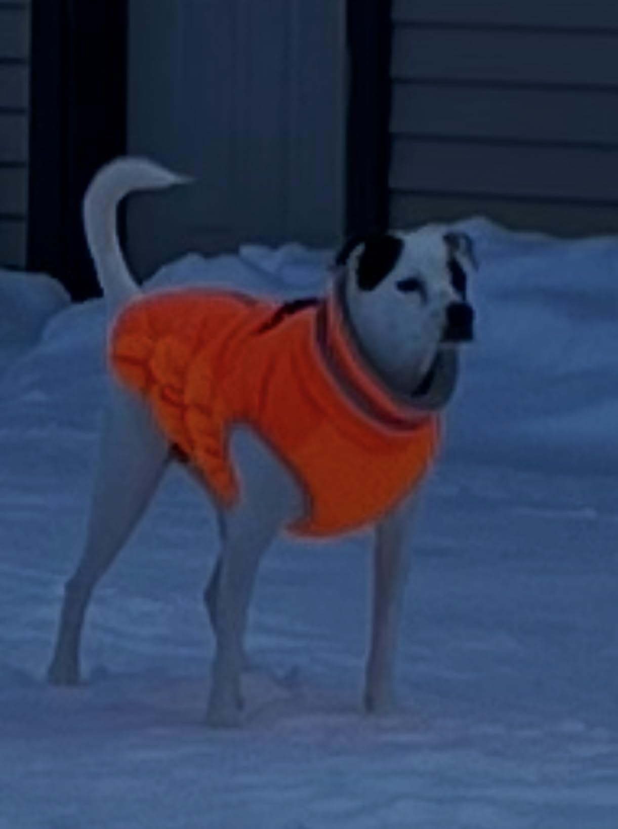 Lelepet Dog Coat Warm Dog Winter Coat Waterproof Dogs Jacket with Harness Built in Reflective Pet Fleece Vest Zip-Up Cold Weather Coats for Large Dogs Turtleneck Windproof Coats Boxer Blaze Orange XL customer photo 2