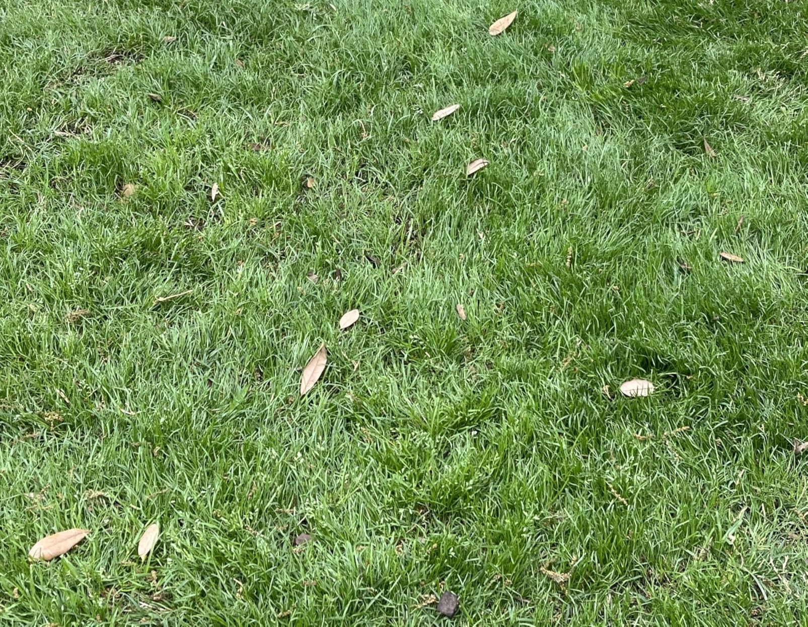 Scotts Turf Builder Grass Seed Sun and Shade Mix - Grass Seed Plus Lawn Fertilizer and Soil Improver, Covers Up To 2,240 sq. ft., 5.6 lb. customer photo 2