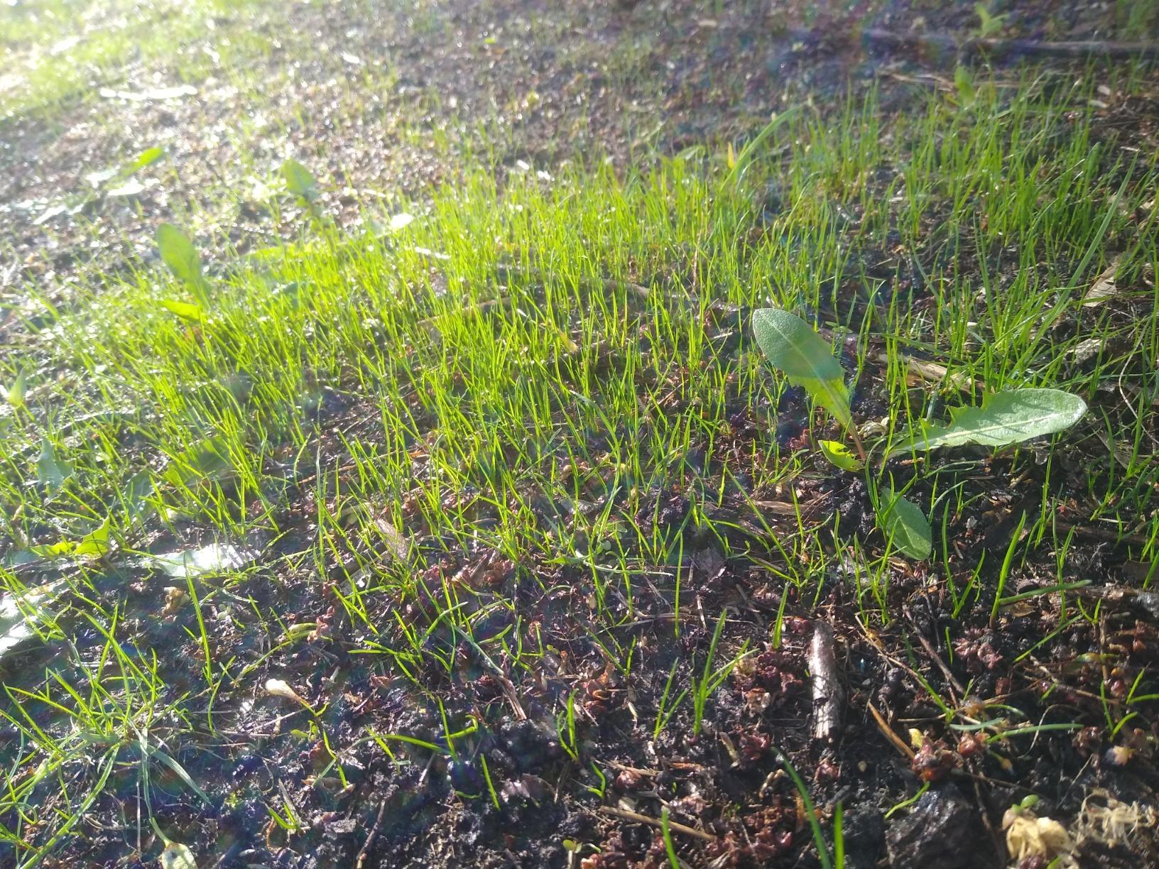 Scotts Turf Builder Grass Seed Dense Shade Mix - Grass Seed Plus Lawn Fertilizer & Soil Improver, Grows With As Little As 3 Hours Of Sun, Covers Up To 1,400 sq. ft., 5.6 lb. customer photo 1