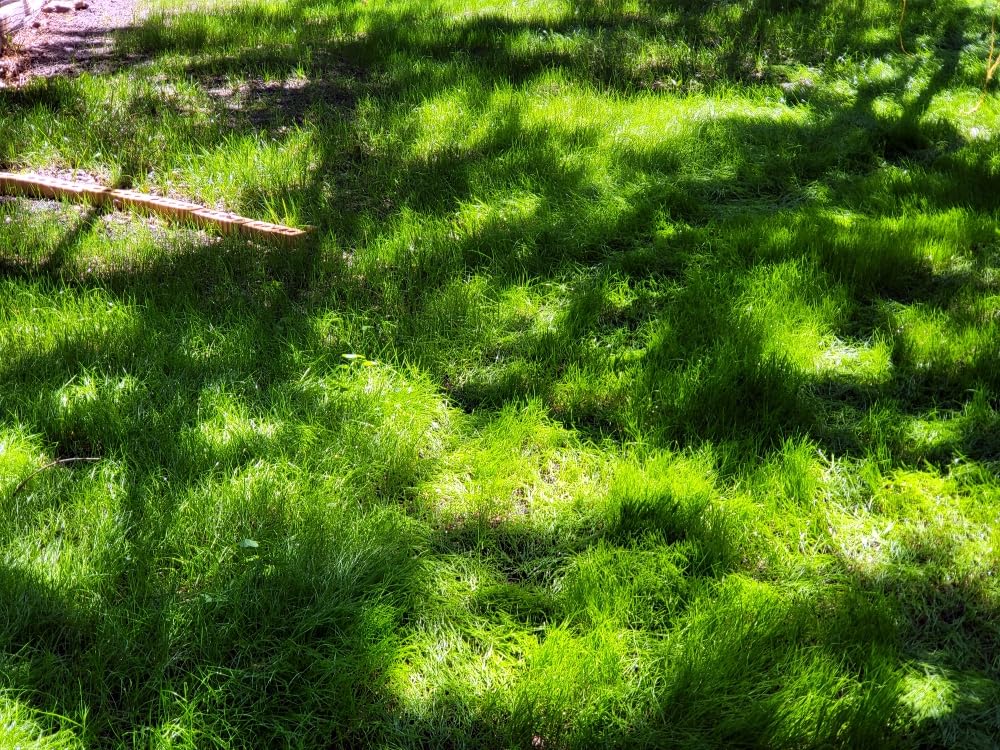 Scotts Turf Builder Grass Seed Dense Shade Mix - Grass Seed Plus Lawn Fertilizer & Soil Improver, Grows With As Little As 3 Hours Of Sun, Covers Up To 1,400 sq. ft., 5.6 lb. customer photo 2