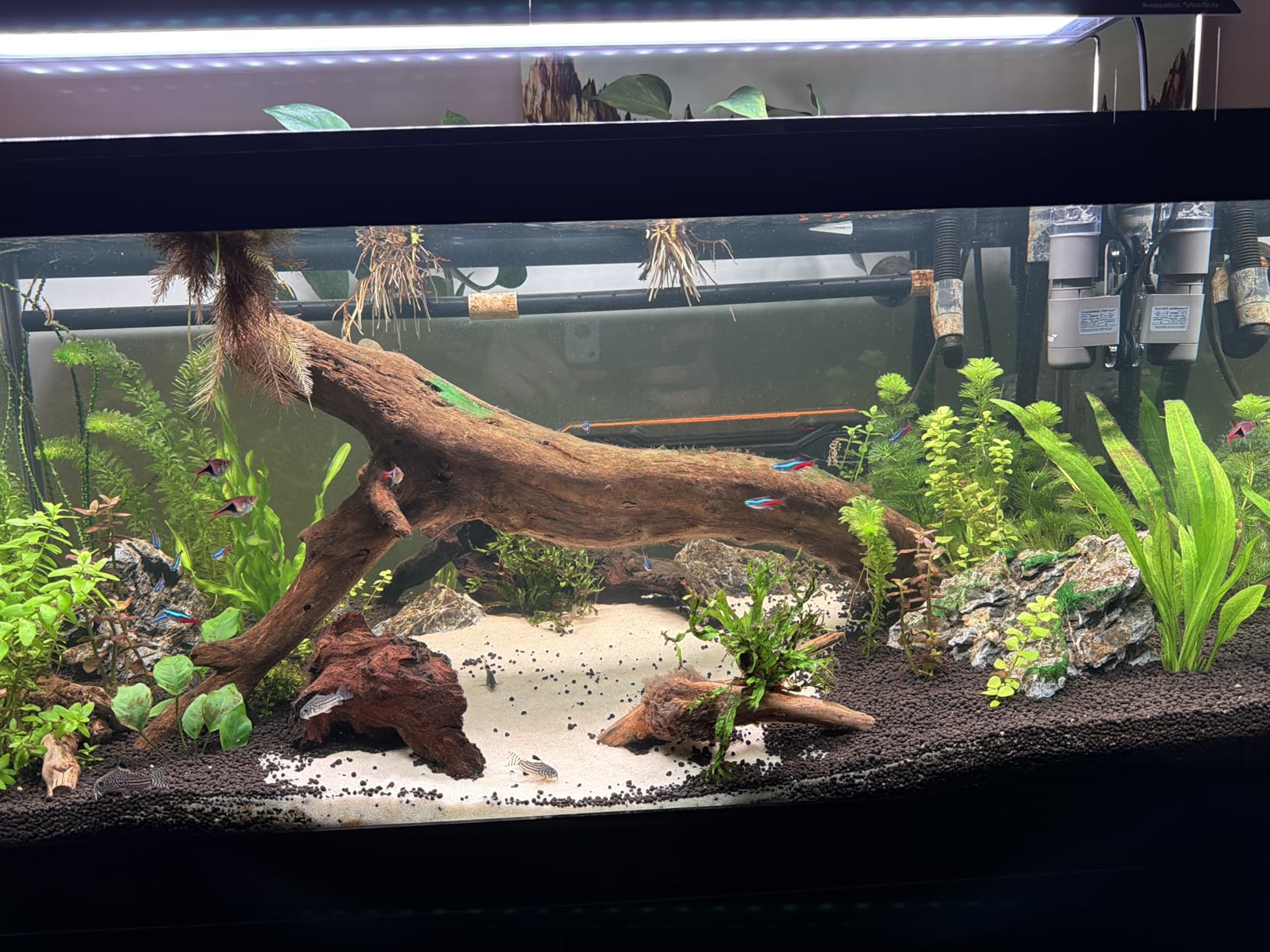 OASE CrystalSkim 350 Surface Skimmer for Freshwater and Marine Aquariums customer photo 2
