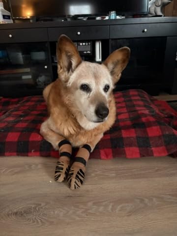 DOK TigerToes Premium Non-Slip Dog Socks for Hardwood Floors - Extra-Thick Grip, Prevents Licking, Slipping, and Paw Protection customer photo 1