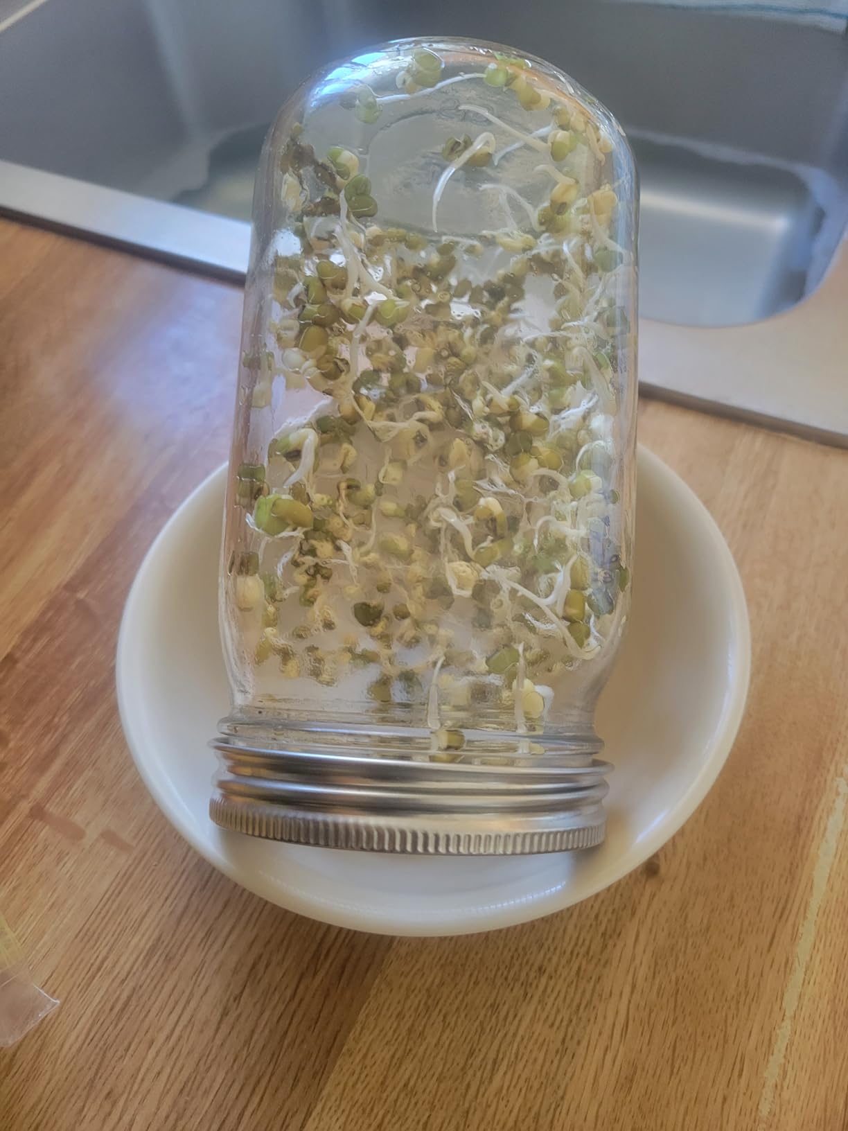 6-Pack - ONE-PIECE- 316 Surgical Stainless Steel Sprouting Lids for Wide Mouth Mason Jar - Ball or Kerr - Strainer Mesh Lids - Rust-Proof customer photo 2