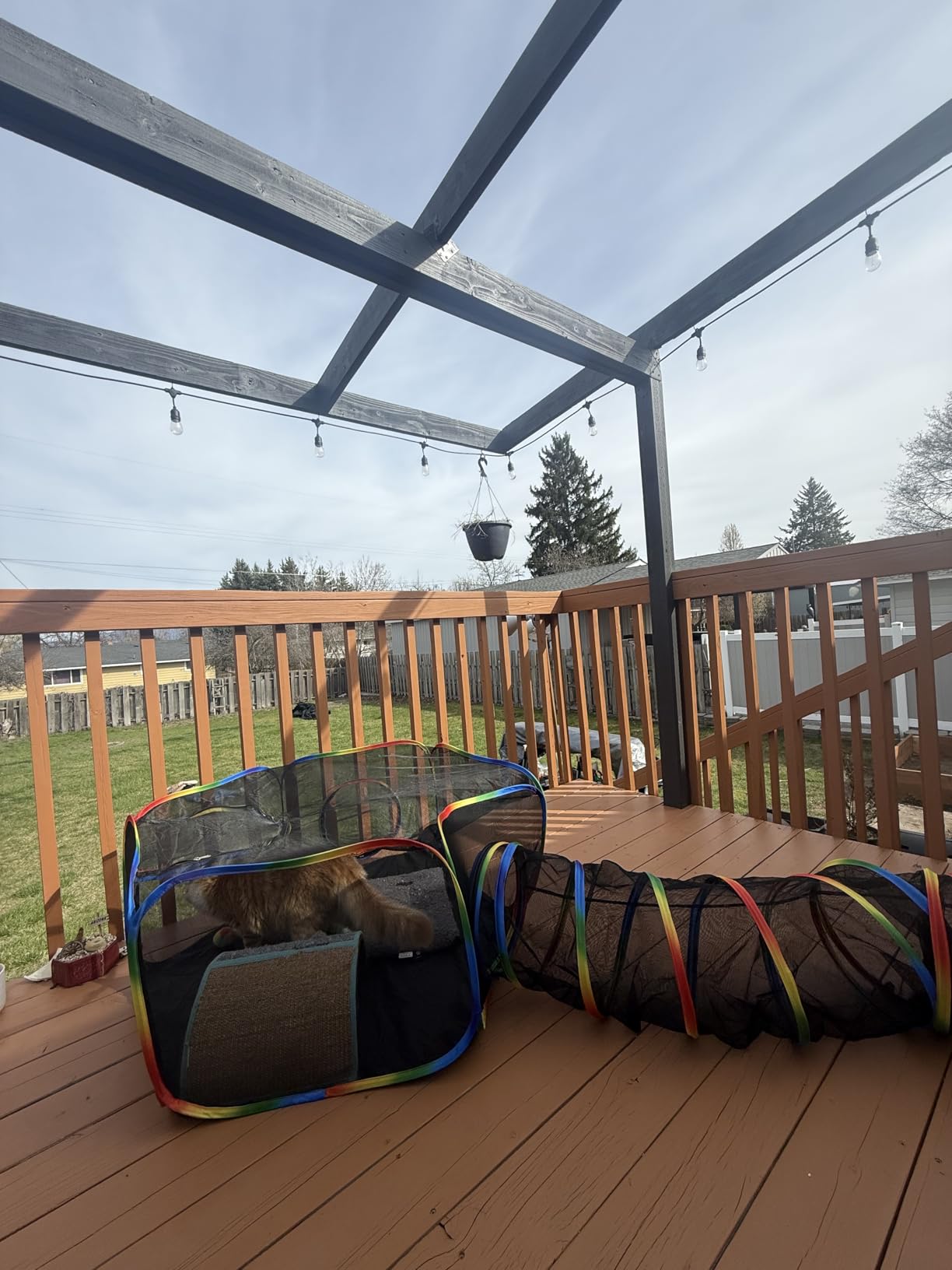 LUCKITTY Portable Cat Enclosure - 2-in-1 Outdoor Catio with Tent & Tunnel, Foldable Playpen for Indoor Cats, Includes Storage Bag for Cats & Small Animals Rainbow Color customer photo 1