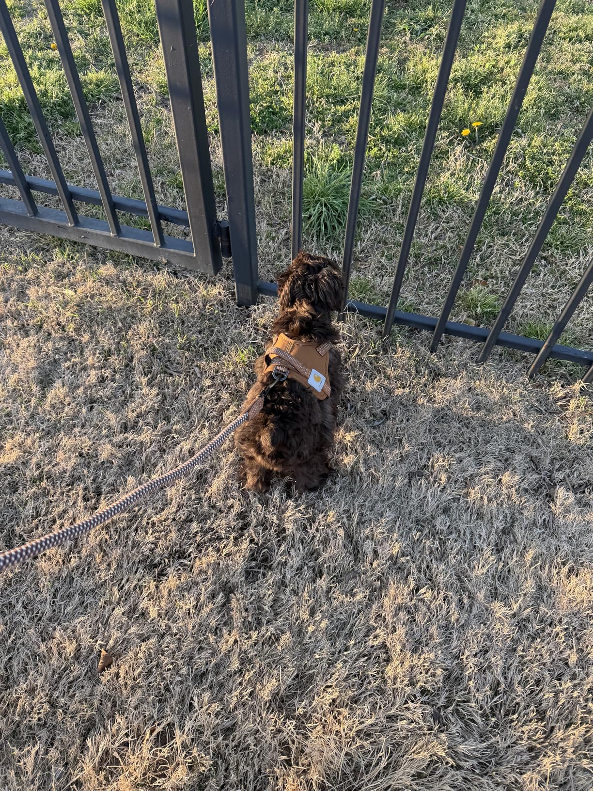 Carhartt Nylon Duck No Pull Dog Harness, Fully Adjustable Dog Harness with Quick Control Handle and Reflective Accents, Carhartt Brown, X-Large customer photo 1