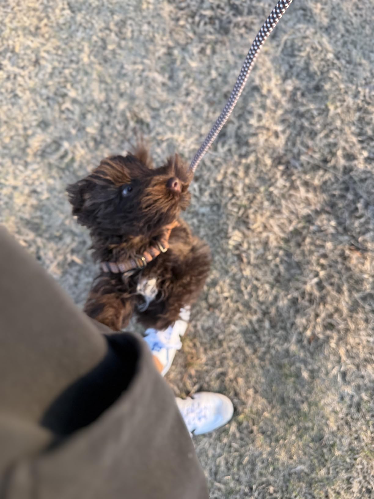 Carhartt Nylon Duck No Pull Dog Harness, Fully Adjustable Dog Harness with Quick Control Handle and Reflective Accents, Carhartt Brown, X-Large customer photo 2