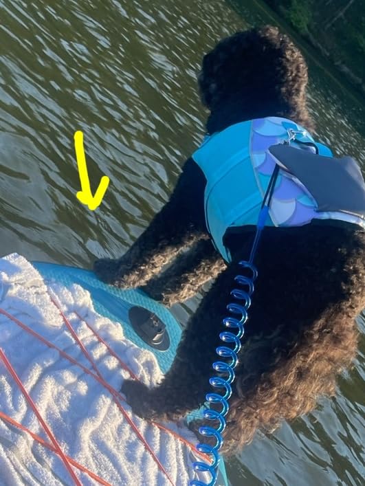 Dogcheer Dog Life Jacket, Cute Shark Dog Life Vest for Swimming Boating with Superior Buoyancy and Rescue Handle, Adjustable Puppy Floating Swim Vest for Small Medium Large Dogs - Pool Blue, XS customer photo 2
