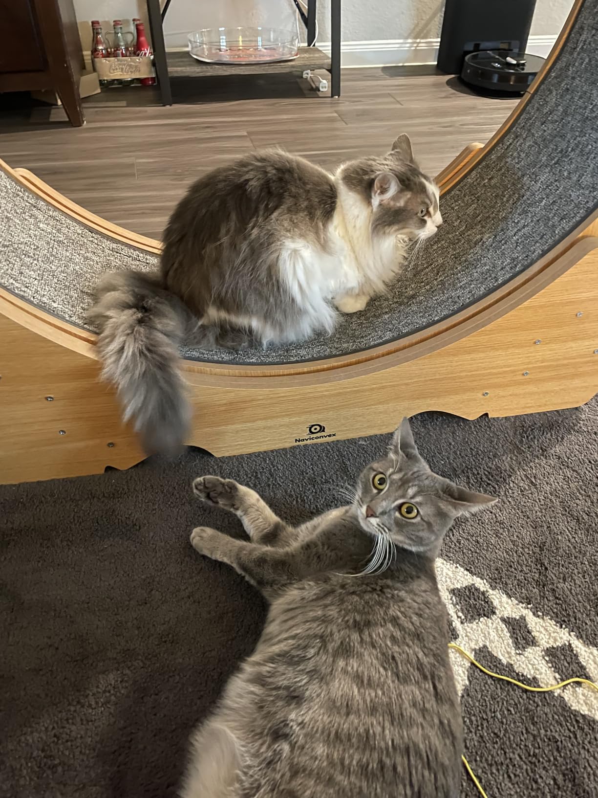 Cat Wheel, 48