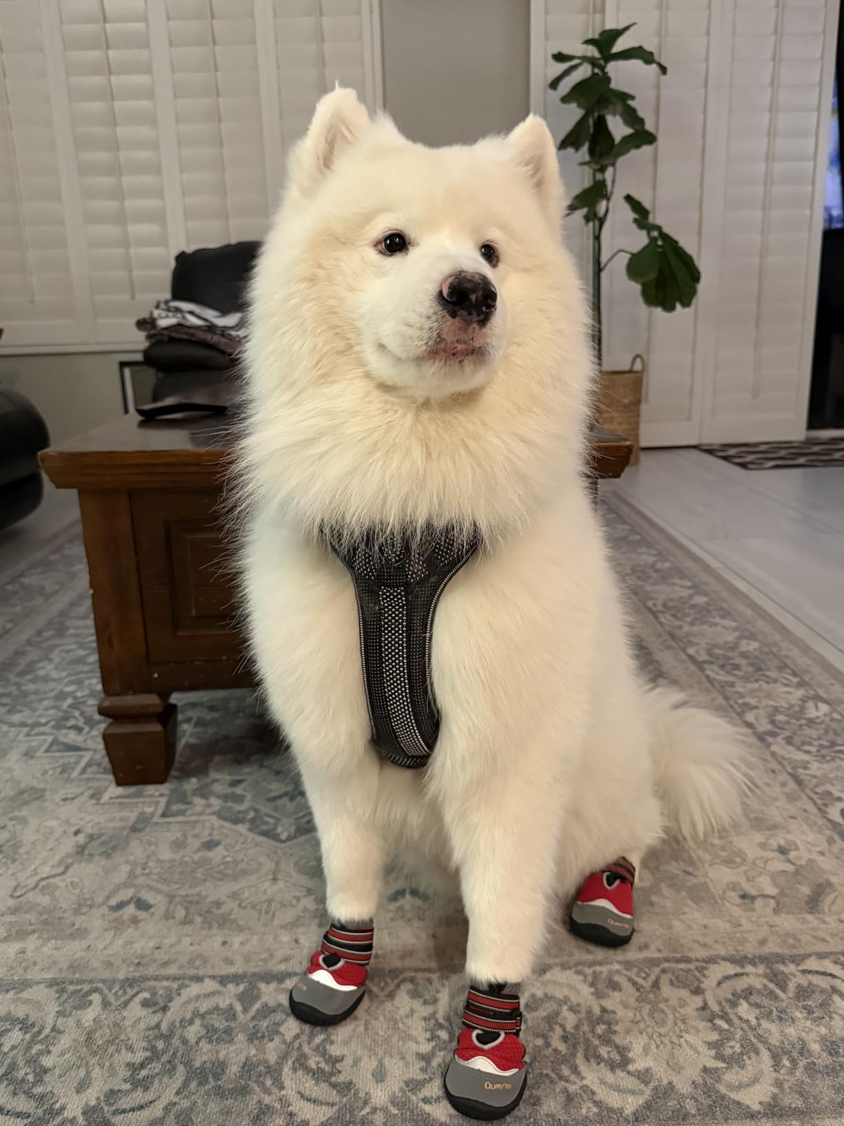 QUMY 4PCS Dog Boots for Large Dogs, Medium Dog Shoes & Paw Protectors for Hot Pavement, Summer Heat Protection, Mesh Breathable Nonslip Dog Booties for Hardfloors, Walking Running Hiking Black Size 8 customer photo 2