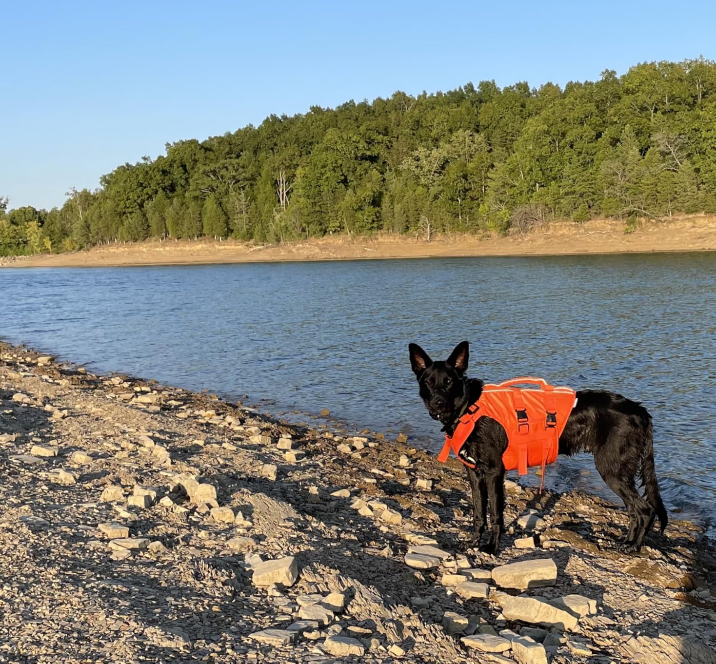 Kuoser Dog Life Jacket High Flotation, Reflective Dogs Life Vest for Swimming Boating, Adjustable Small Medium Large Dog lifejacket, Lightweight Dogs Life Preserver Rescue Handle Spring Summer Pool customer photo 2