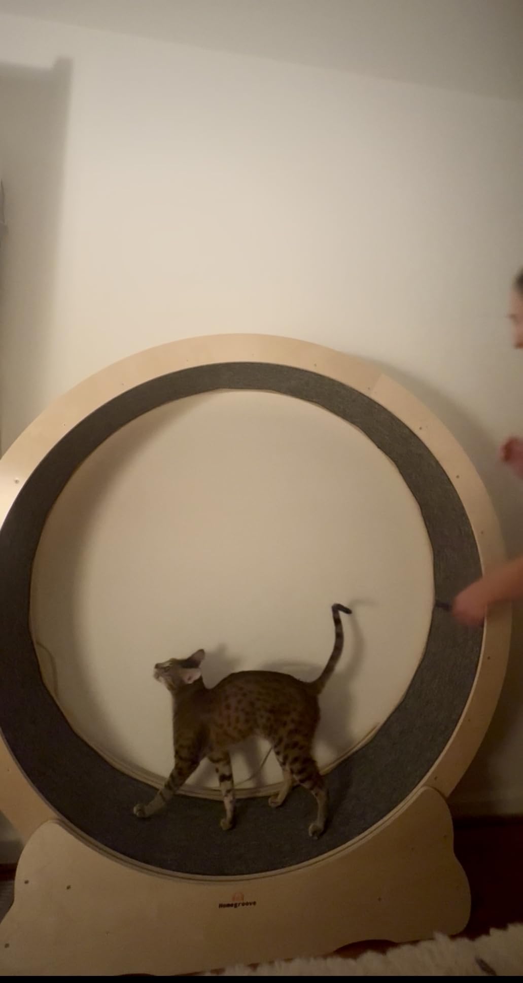 Homegroove Cat Wheels for Indoor Cats, 46 inch Large Cat Exercise Running Treadmill - Black customer photo 1
