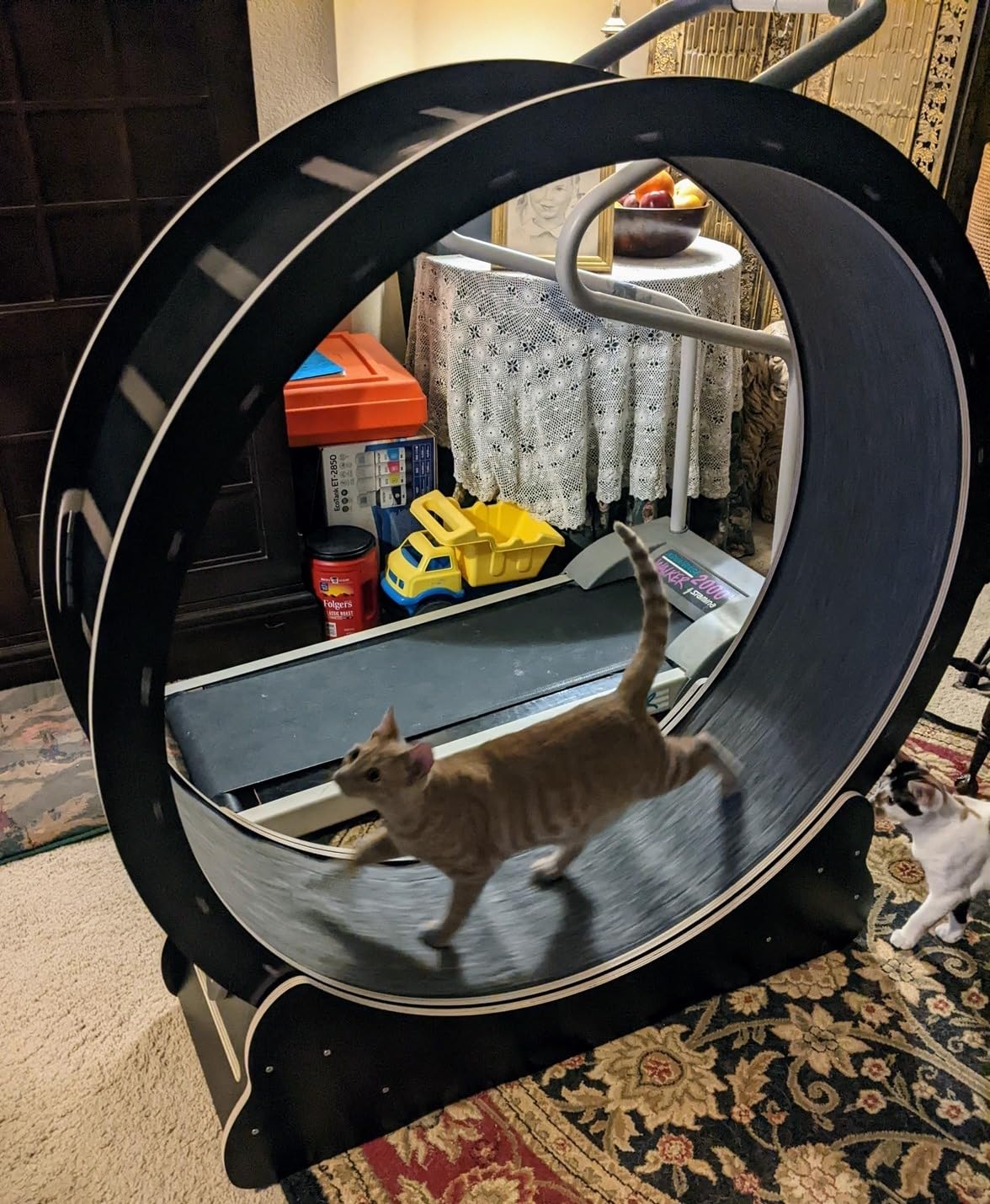 Homegroove Cat Wheels for Indoor Cats, 46 inch Large Cat Exercise Running Treadmill - Black customer photo 2