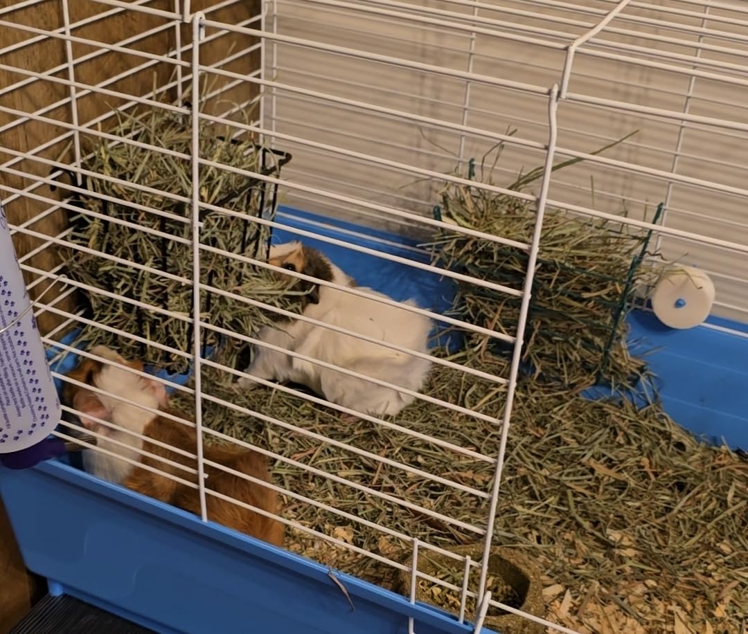 2PCS Rabbit Hay Rack with Heavy-Duty Metal Frame Rabbit Hay Holder for Cage - Guinea Pig Hay Feeder Bunny Hay Feeder,for Rabbits Guinea Pigs Bunny Chinchillas customer photo 2