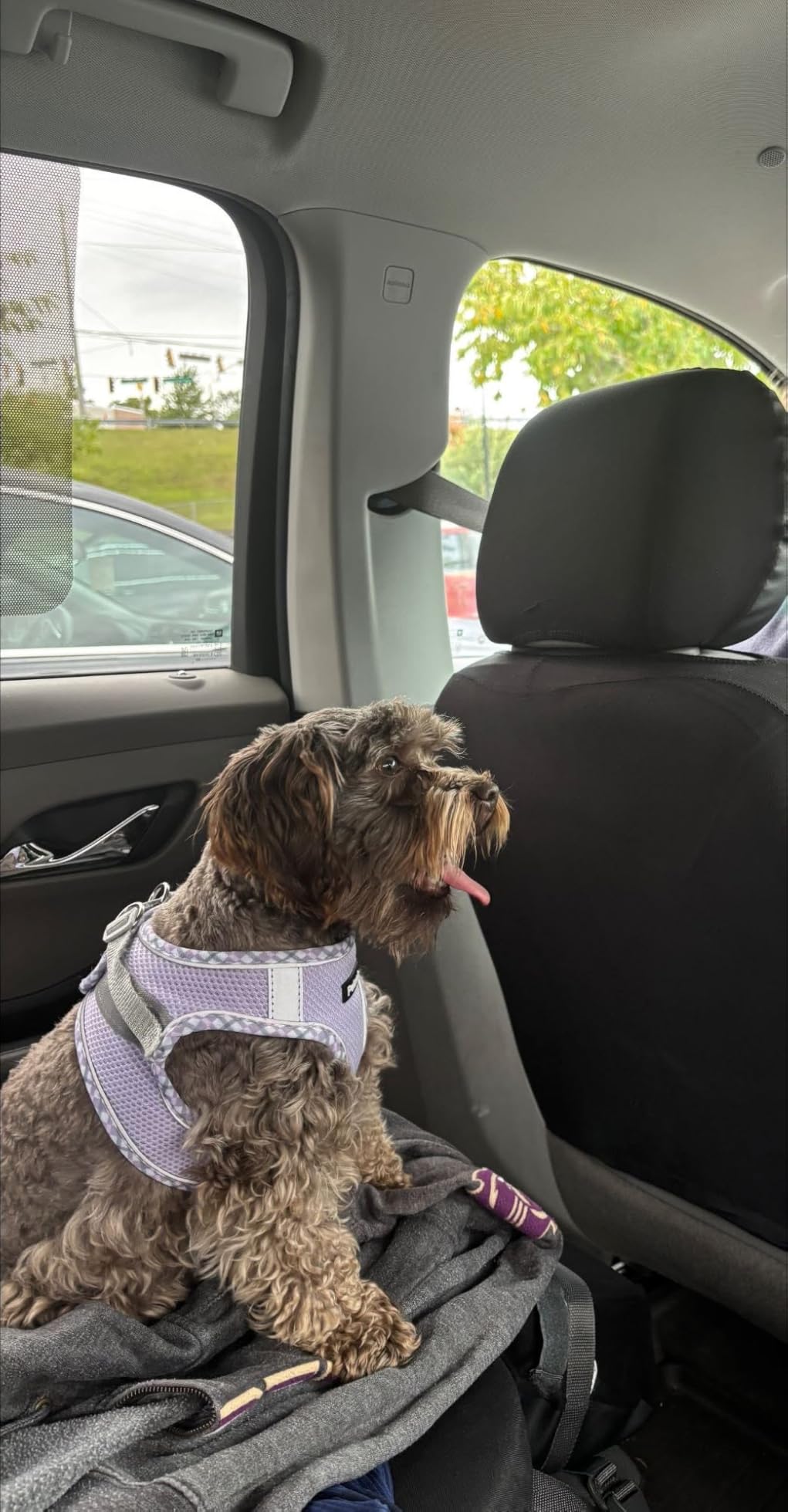 Petank Dog Harness for Small Medium Dogs No Pull, Puppy Harness and Leash Set, Step in Dog Harness for Walking, Running, Training, Small Dog Vest(Purple, S) customer photo 2