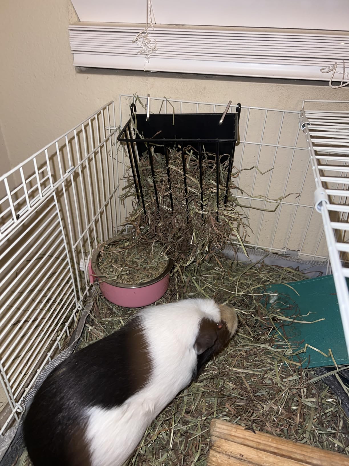 LUAVIARU Upgrades Rabbit Hay Feeder - Guinea Pig Hay Feeder - Metal Frame Hay Rack with Adjustable Hook - Less Wasted - for Guinea Pigs - Chinchilla Bunny Cage Accessories - Bunny Feeder customer photo 1