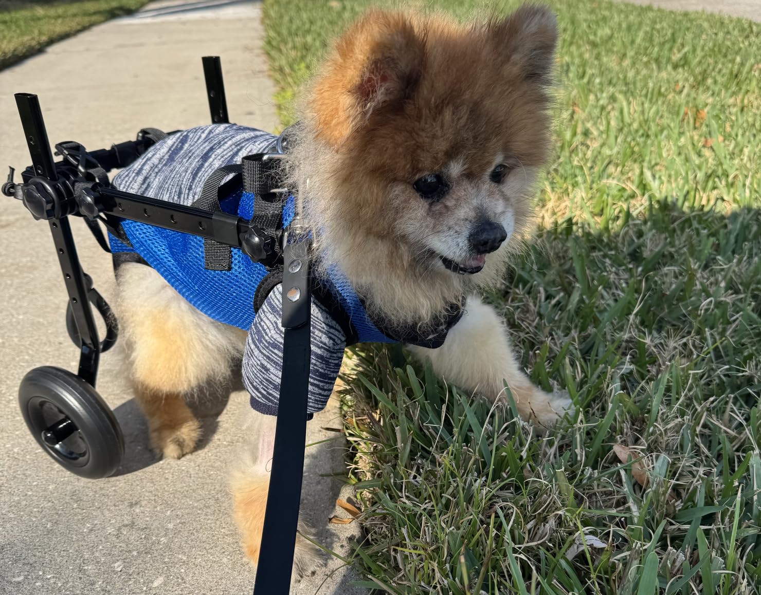 Small Dog Wheelchair for Back Legs - Adjustable Mobility Aid for Disabled Pets, Leg Brace and Hip Support customer photo 1