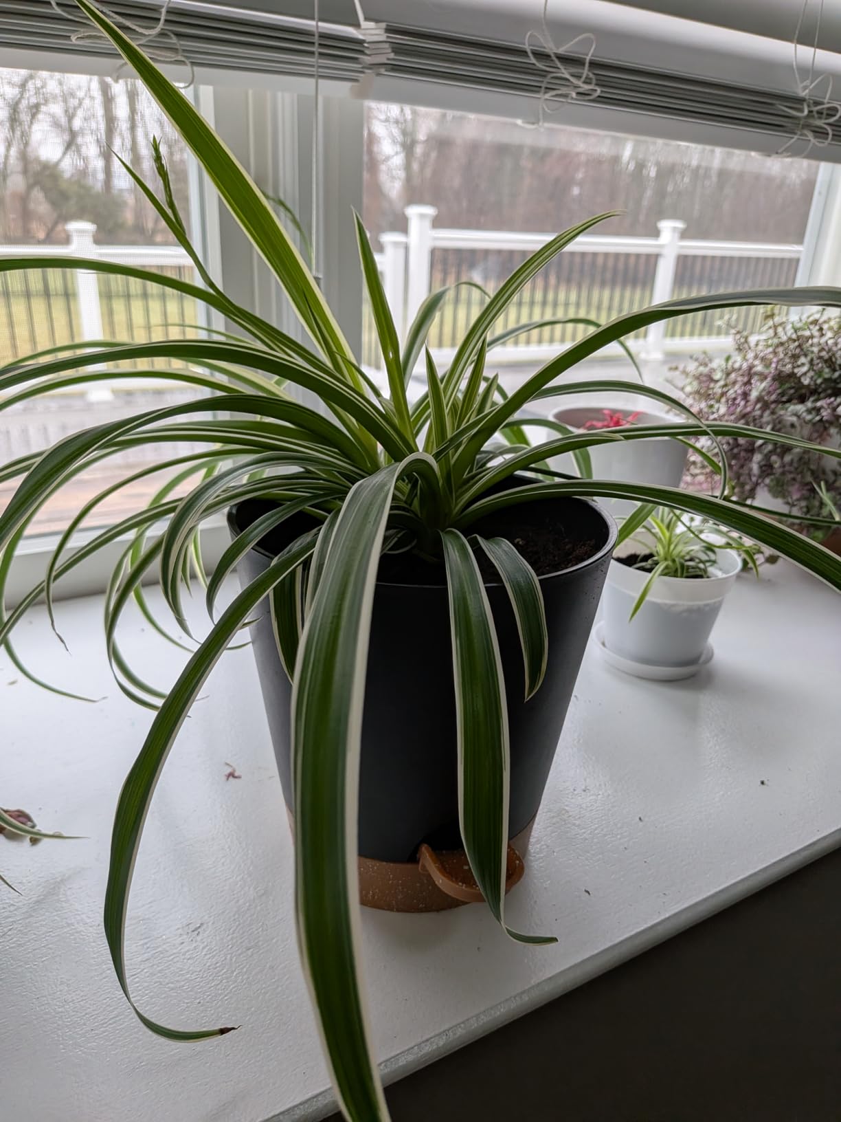 Indoor Self Watering Planters with Drainage Holes and Saucers, 8, 7, 6.5, 6, 5.5, 5 Inches, Black, 6 Pots customer photo 1