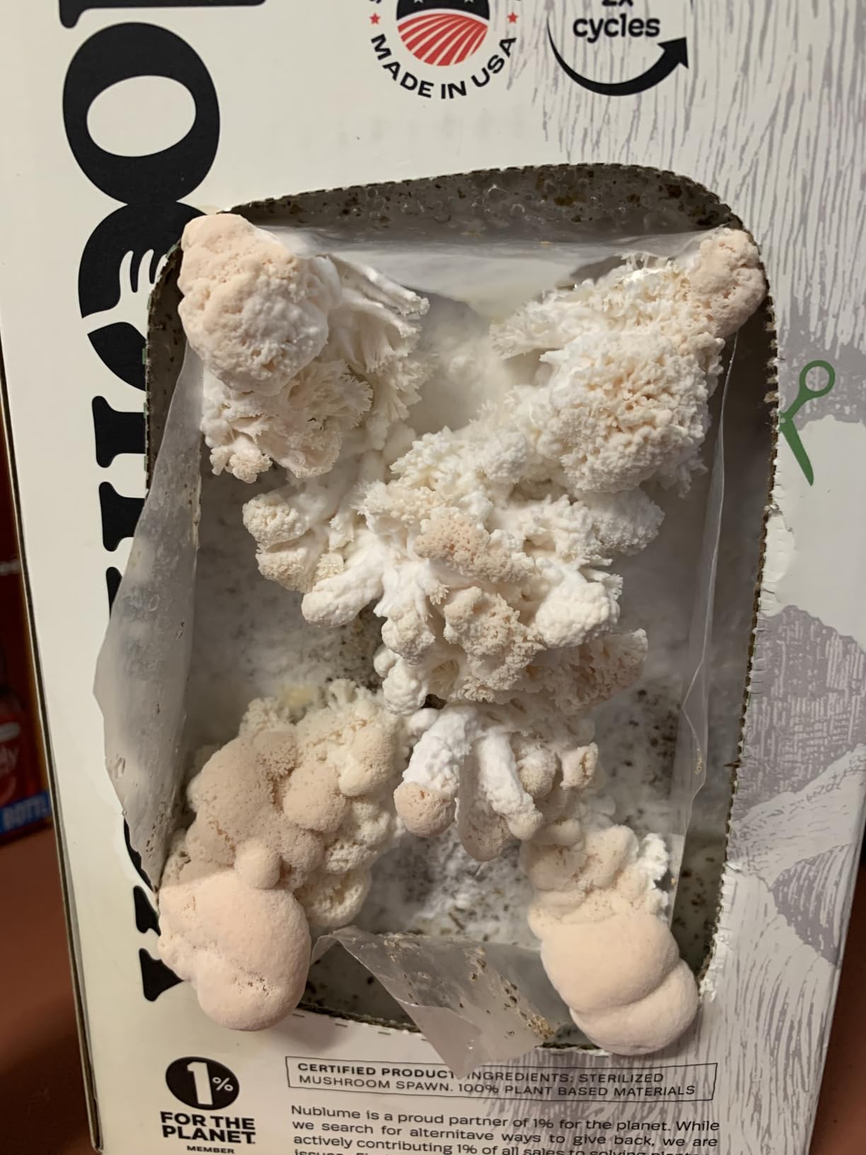 BloomBox Lion's Mane Mushroom Grow Kit - Ready to Fruit Indoor Gardening Gift - Organic Nootropic Spawn Log - Edible Brain Food & Vegan Lobster Substitute - DIY Science Project for Adults & Kids customer photo 1