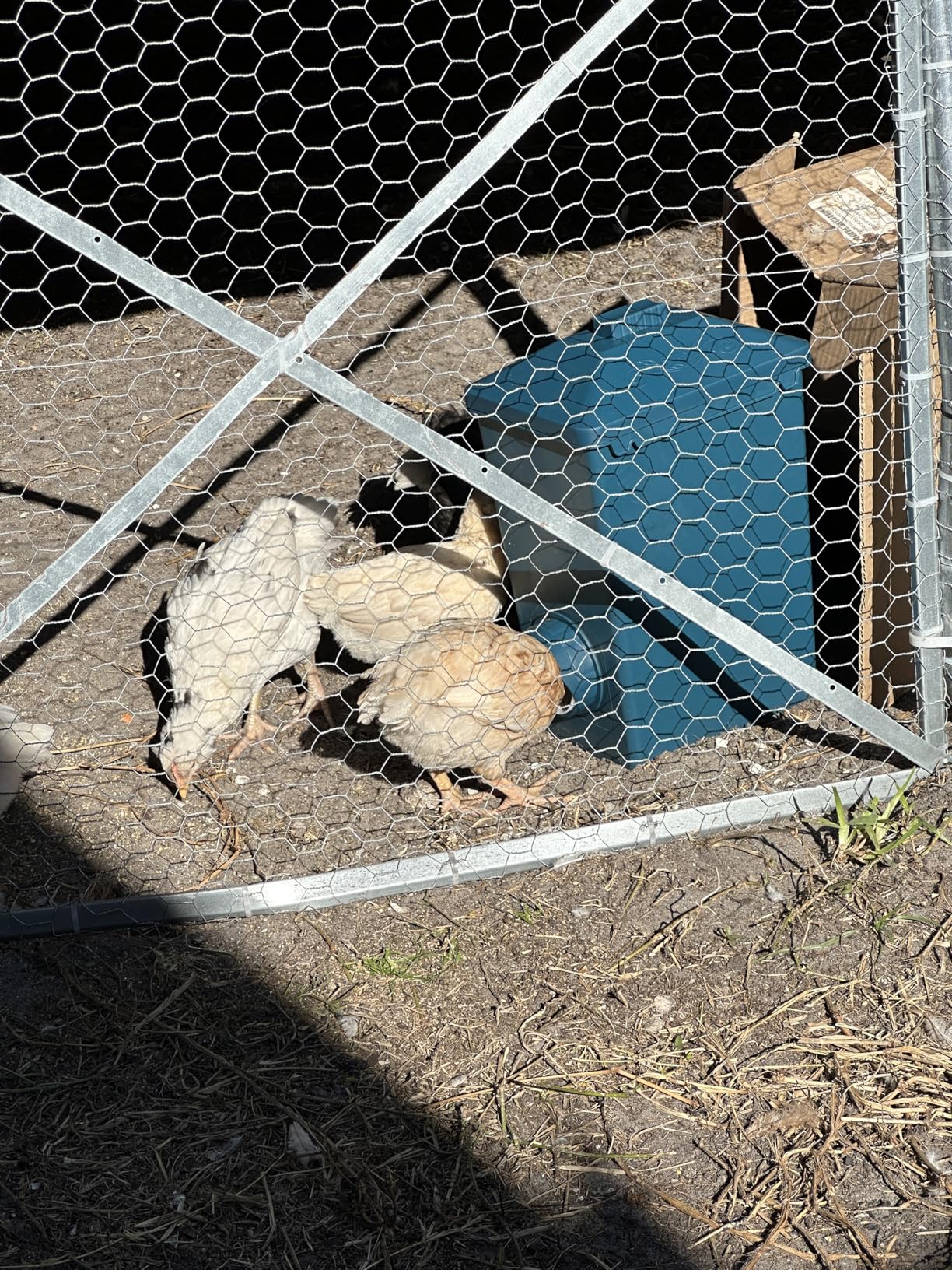 Automatic Port Chicken Feeder and Cup Waterer Set - Chicken Coop Accessories, No Waste Poultry Feeder, 3 Gallon/16 Pounds customer photo 2