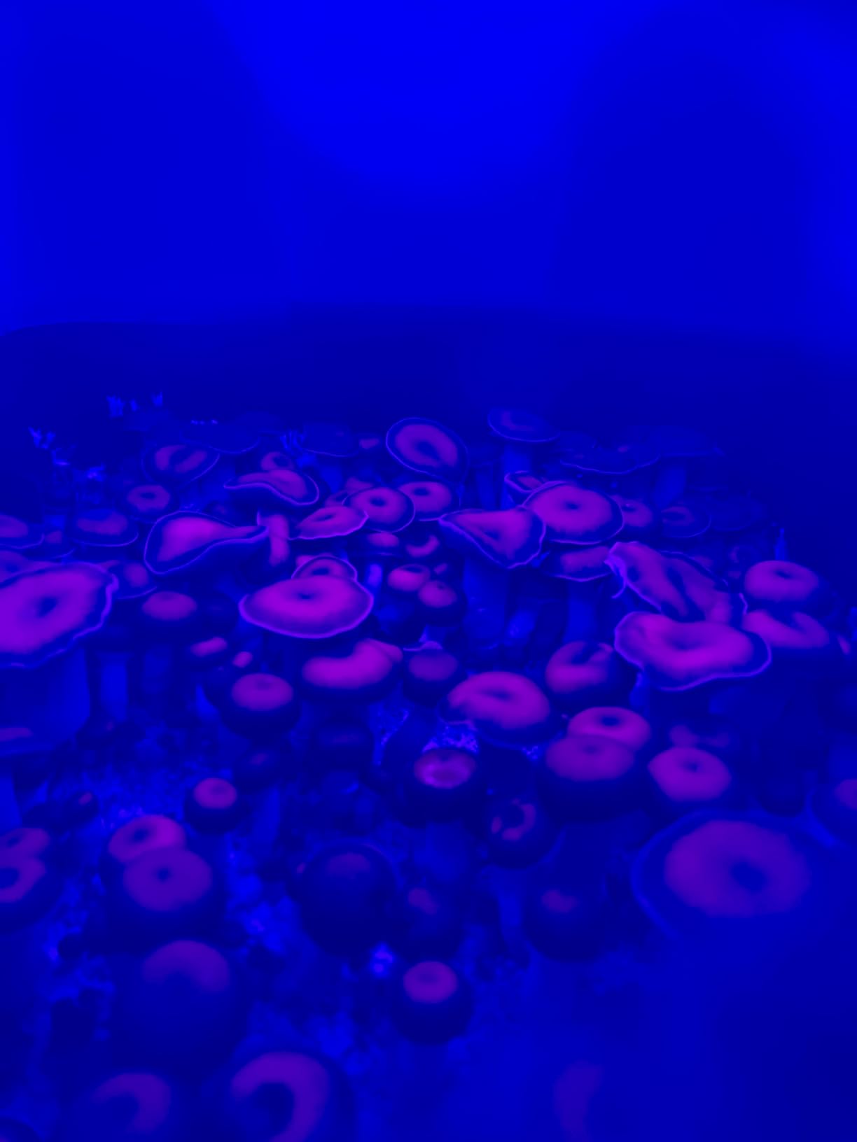 Mushroom Monotub Grow Kit | Complete Mushroom Grow Kit | for Dung-Loving Mushrooms | Includes sterilized Grain Spawn Bag, Bulk Substrate, Vermiculite, Filters & More! customer photo 1