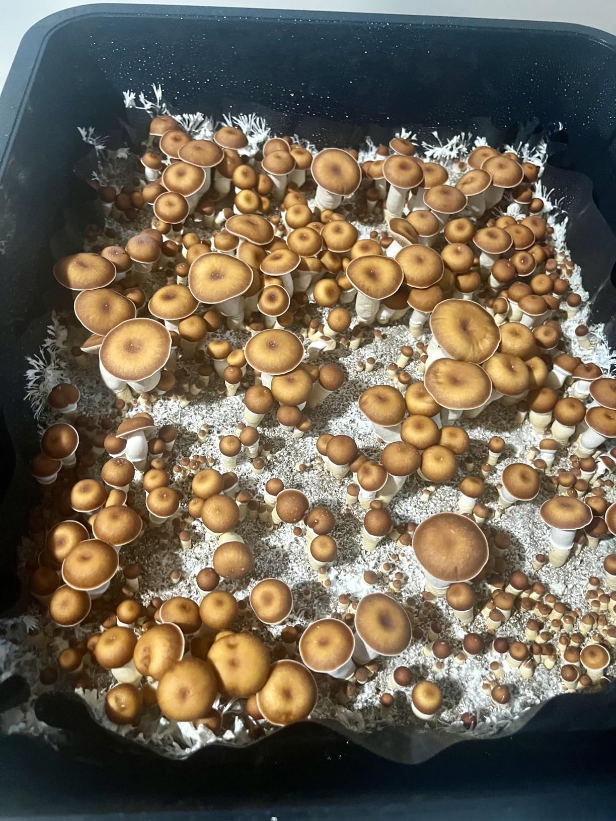Mushroom Monotub Grow Kit | Complete Mushroom Grow Kit | for Dung-Loving Mushrooms | Includes sterilized Grain Spawn Bag, Bulk Substrate, Vermiculite, Filters & More! customer photo 2