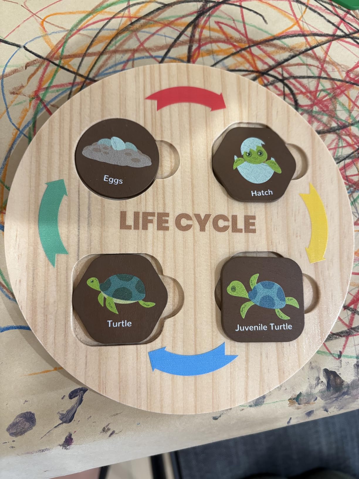 Woodtoe Life Cycle Toys for Kids, 12 Themes Montessori Preschool Science Center Materials, Wooden Learning & Educational Toys for Toddlers, Learning Game STEM Birthday Toys for Boy Girl Age 3-6 customer photo 2