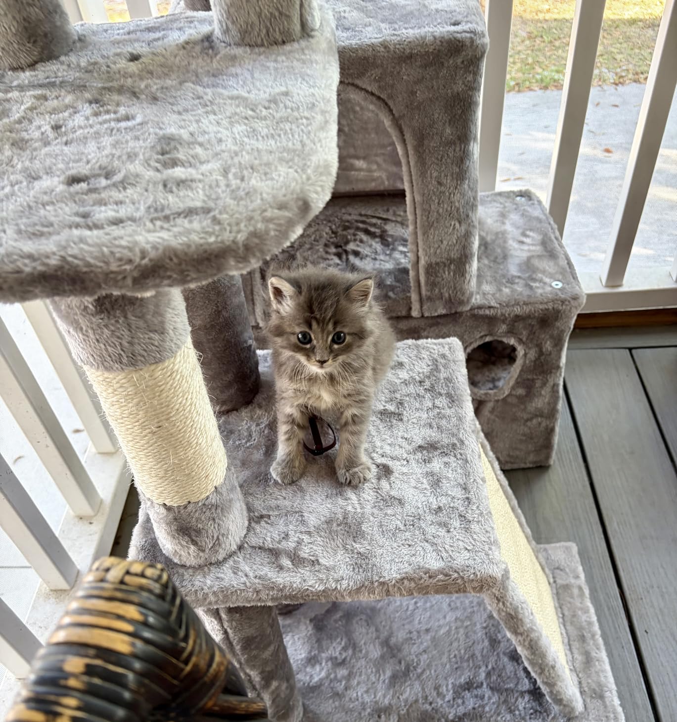 Globlazer Cat Tower for Indoor Adult Cats, 50-inch Heavy Duty Cat Tree House for Big Cats with Extra-Large Padded Platform, Sisal Scratching Board, 2 Large Condos, F50, Light Grey customer photo 1