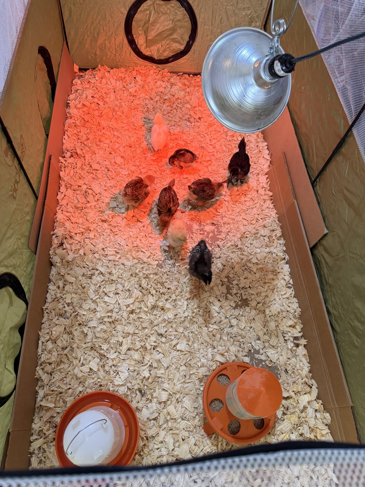 Chick Feeder and Waterer Kit, Top Fill 1.5kg Chick Feeder and 1.5L Chick Waterer with 3 Adjustable Heights customer photo 1