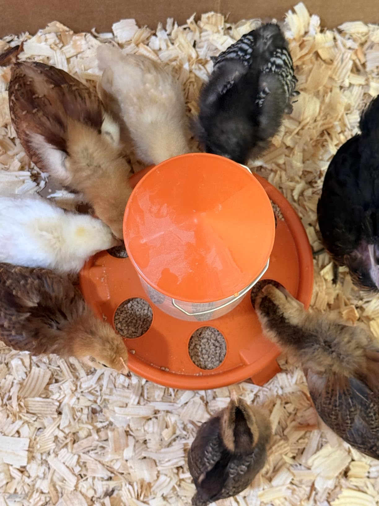 Chick Feeder and Waterer Kit, Top Fill 1.5kg Chick Feeder and 1.5L Chick Waterer with 3 Adjustable Heights customer photo 2