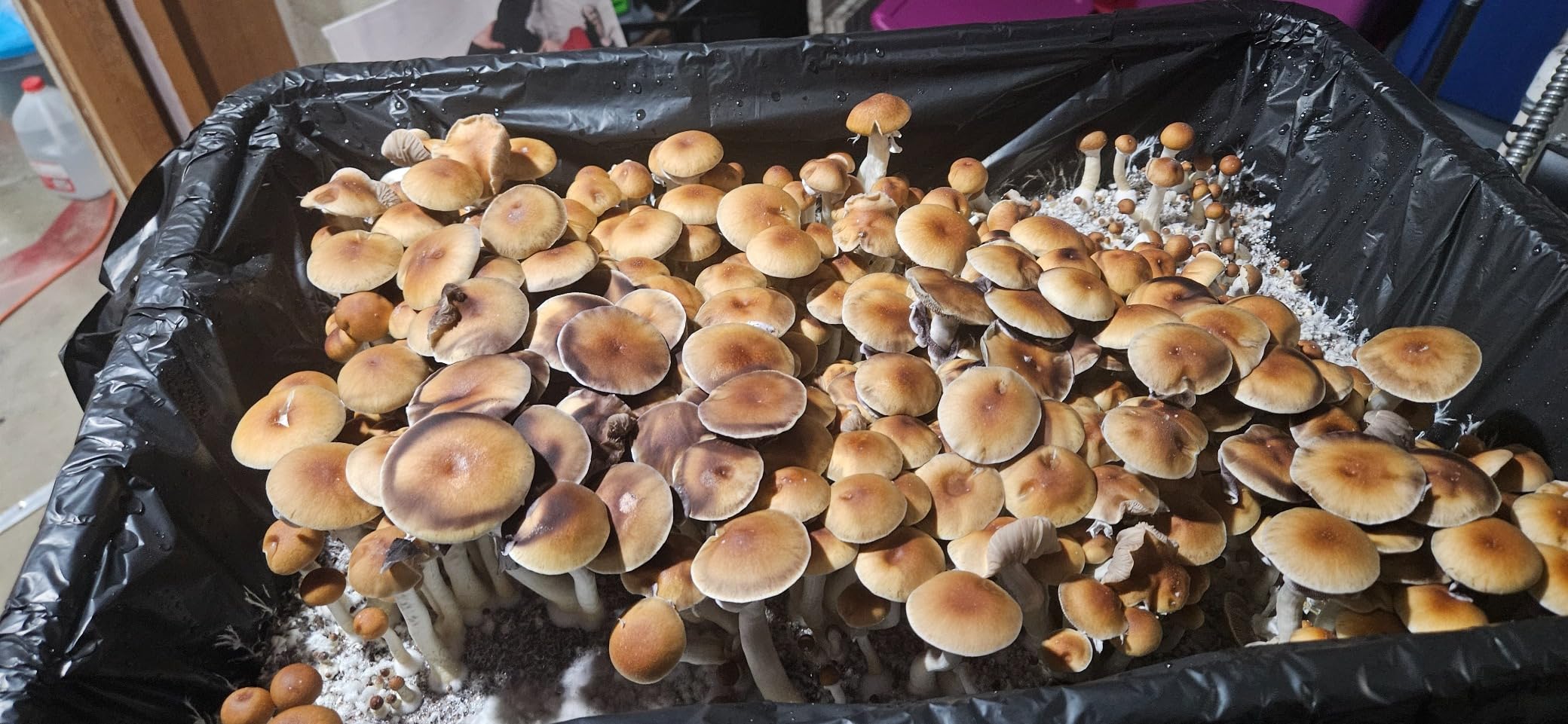 Mushroom Monotub Large 66Q Grow Kit | Complete Mushroom Grow Kit | for Dung-Loving Mushrooms | Includes 2 sterilized Grain Spawn Bags, Bulk Substrate, Vermiculite, Filters & More! customer photo 2