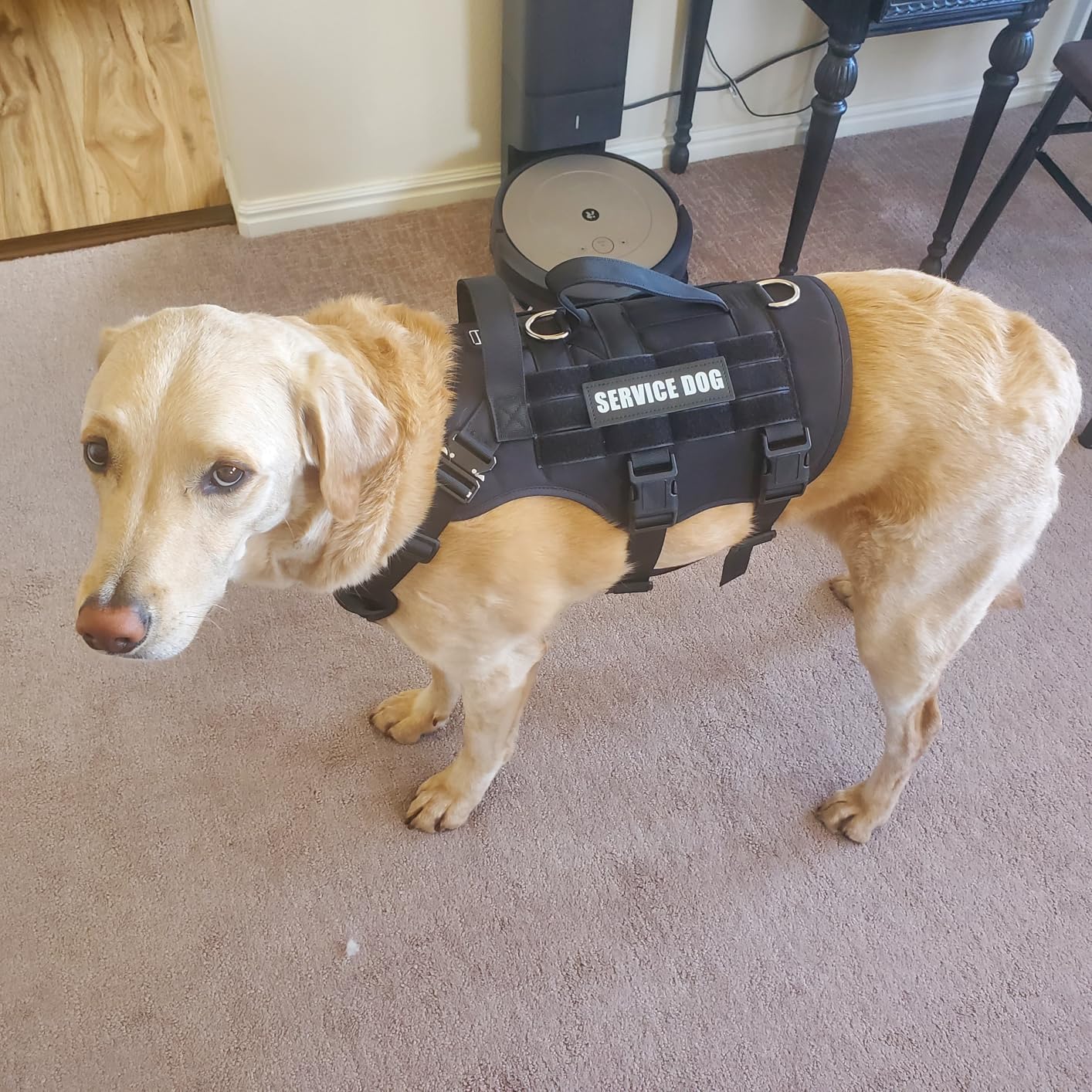 WINSEE Service Dog Vest Harness for Large Dog, Tactical Working MOLLE Vest with 10 Pet Patches, No Pull Heavy Duty Harness for Training Walking customer photo 2