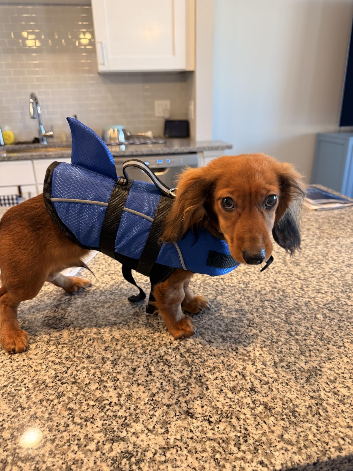 Queenmore Small Dog Life Jacket,Shark Dog Life Vest for Swimming,Puppy Light Life Preserver for Boating kayaking Canoeing,Pet Reflective Lifesaver with High Buoyancy,Rescue Handle,Leash Hook (Pink,XS) customer photo 1