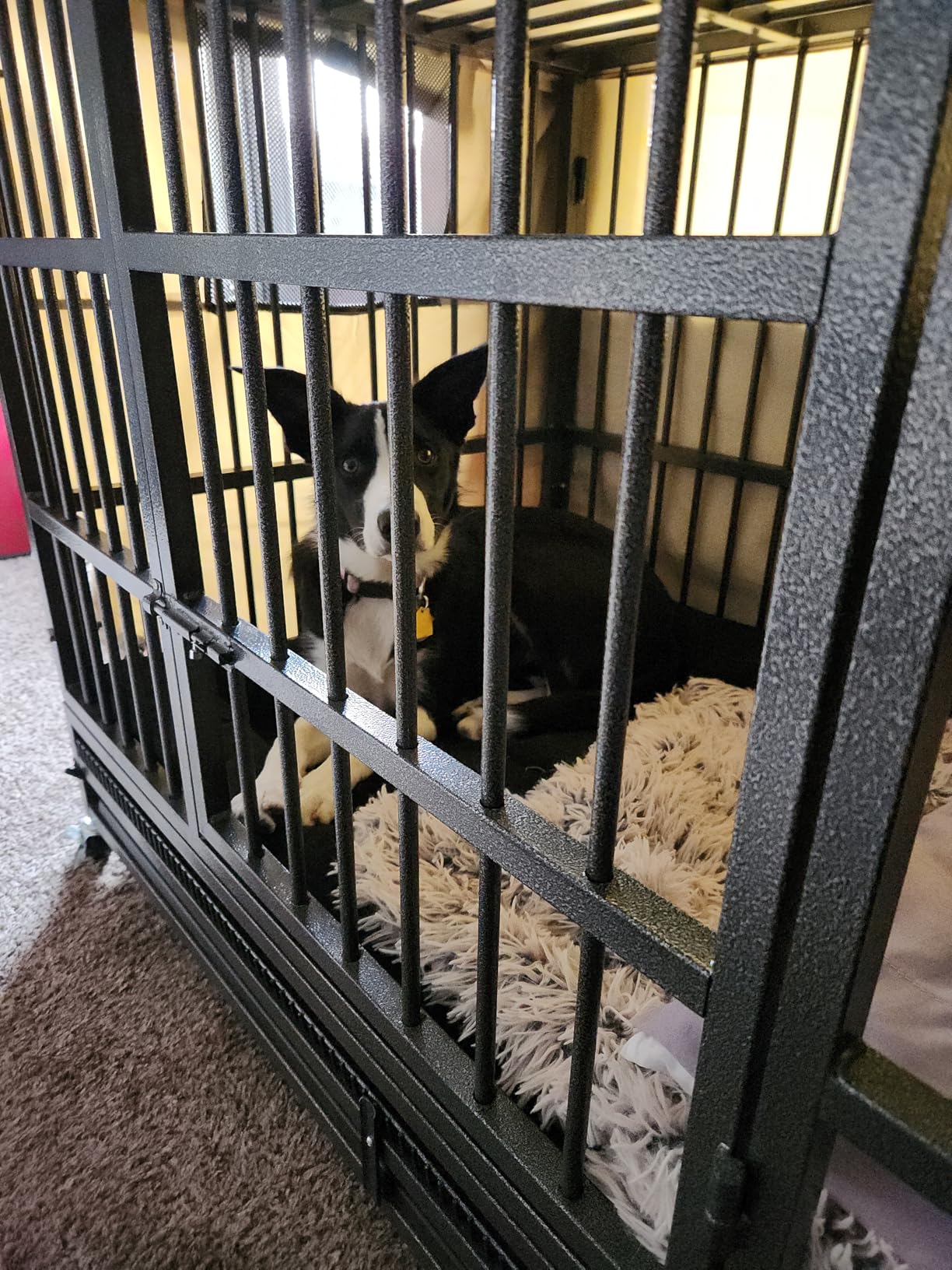 KOKOTANGS 48 Inch Heavy Duty Dog Crate Cage with Wheels, Indestructible and Escape Proof Steel Kennel Indoor for High Anxiety Dogs with Sturdy Locks, Double Door and Tray, Extra Large XL XXL customer photo 2