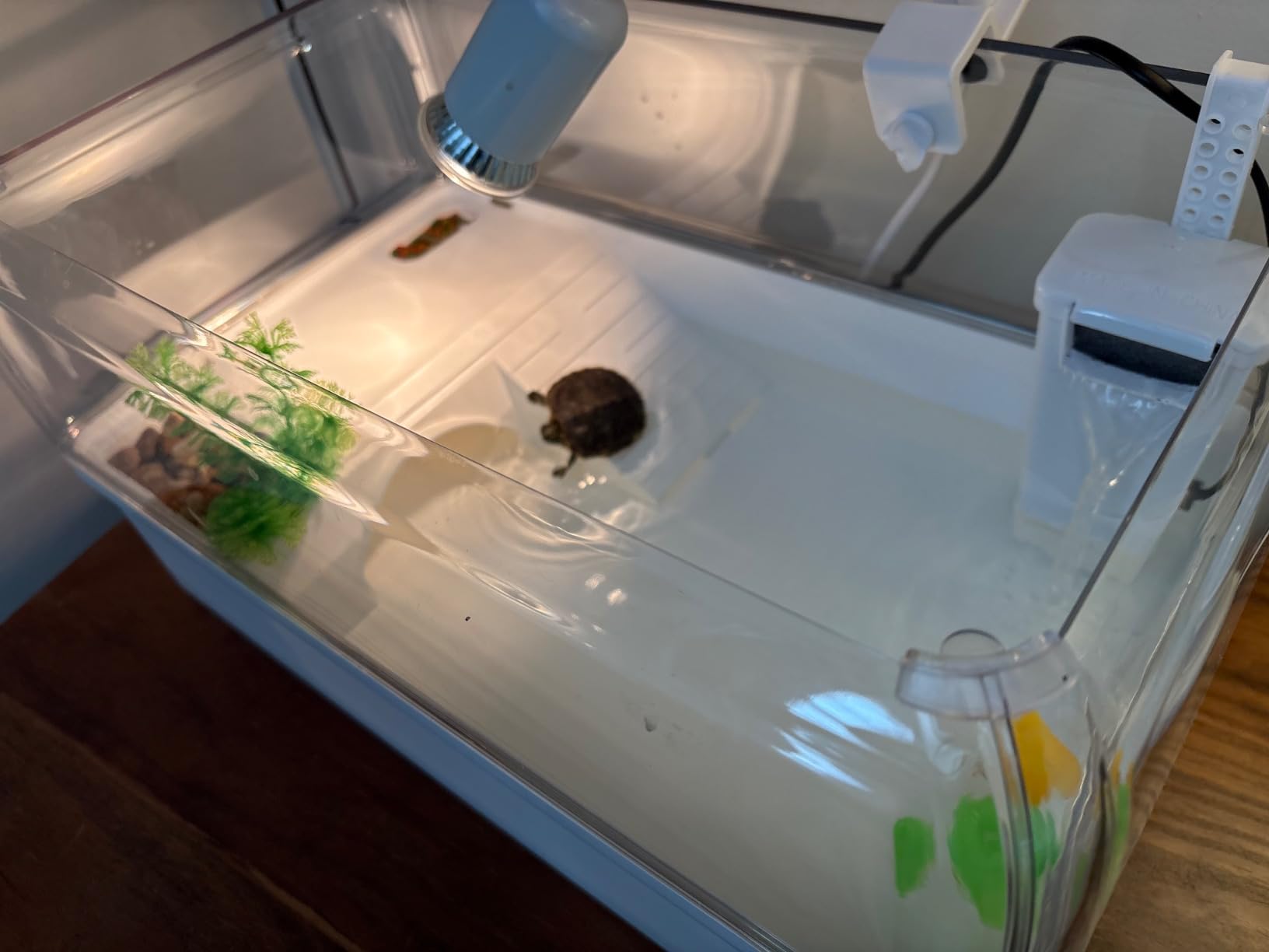 Turtle Tank Acrylic Habitat Kit with Silent Filter and Bottom Drain,UVB Basking Platform Light,Multi-Zone Aquatic Tortoise Enclosure with Hideout,Feeding Area,Plant,Net and Accessories for Baby customer photo 2