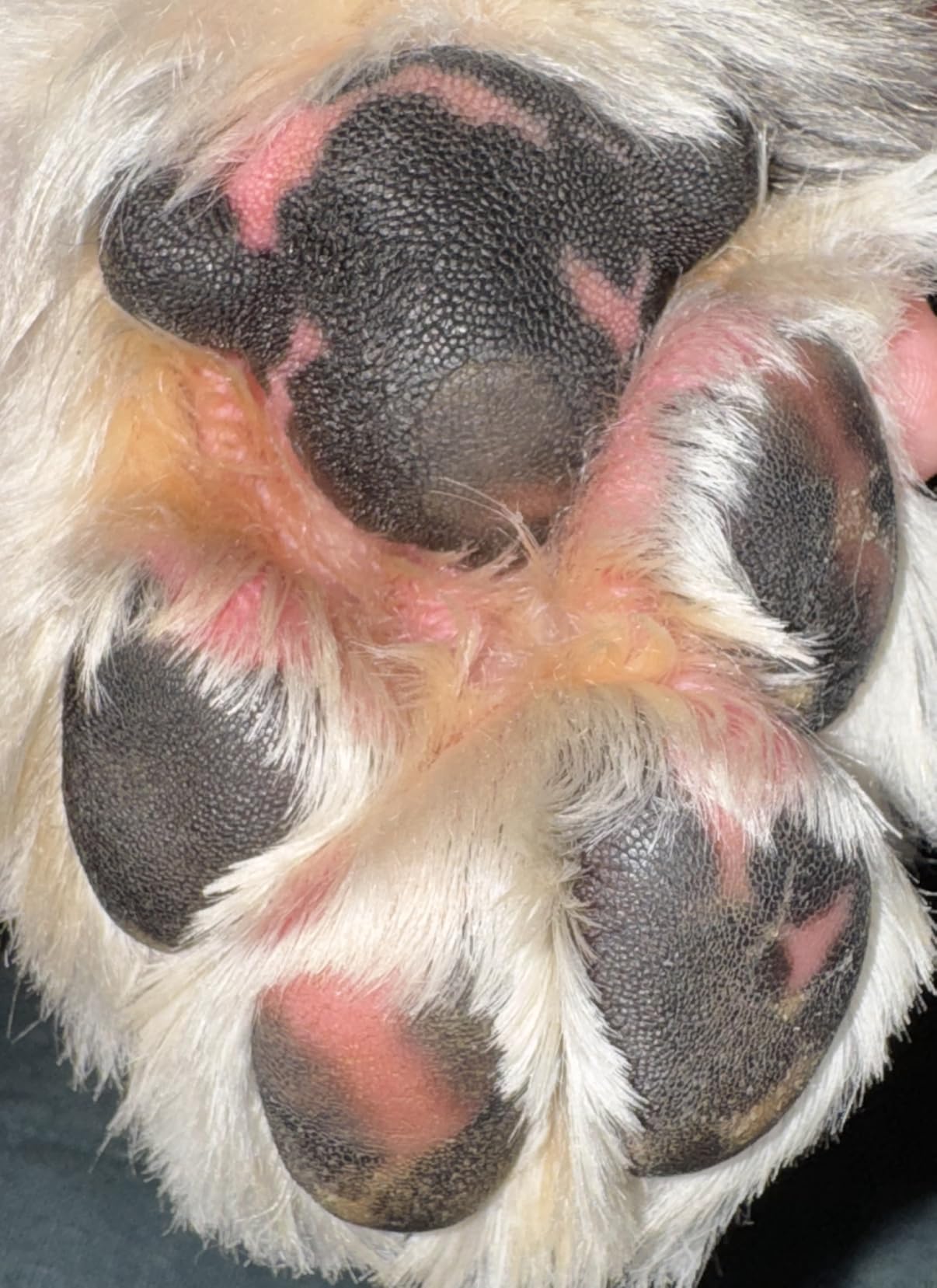 Rhino Wax - Dog Paw Protector for Hot Pavement, Use Street Wax Before Taking Dogs on Asphalt - Balm Protects from Warm Surfaces customer photo 2