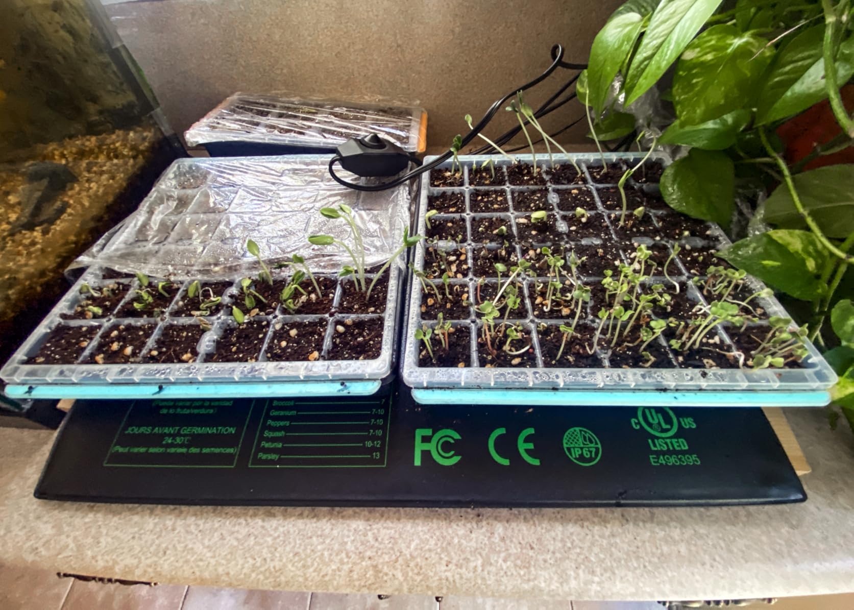 iPower Seeding Heat Mat with Thermostat Temperature Adjustable Knob, Durable Warm Hydroponic Plant Germination Starting Pad customer photo 1