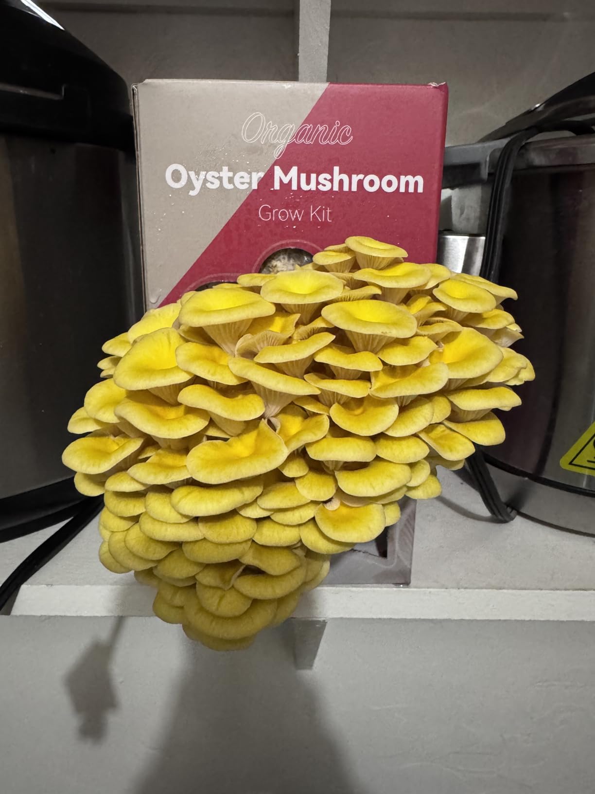 inbloom Organic Golden Oyster Mushroom Growing Kit with Spray, Harvest Fresh Mushrooms at Home, Beginner Friendly & Easy to Use, Unique Gardening Gift for Holiday, Handmade in New Jersey, USA customer photo 1