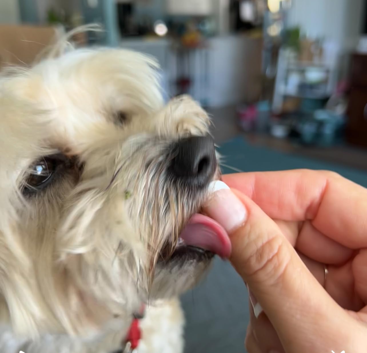 ULTIMATE PET NUTRITION Nutra Complete, 100% Freeze Dried Raw Veterinarian Formulated Dog Food with Antioxidants Prebiotics and Amino Acids (1 Pound, Beef) customer photo 2