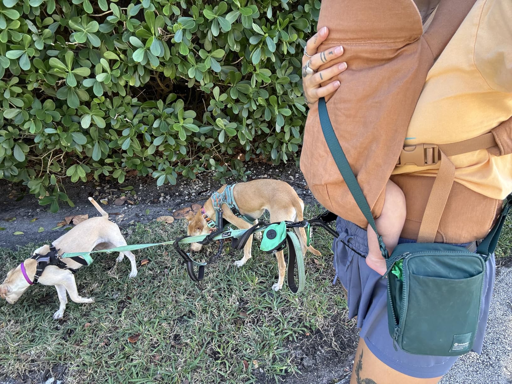 WildBird Aerial Buckle Carrier - Cross Straps, Lumbar Support, Raven customer photo 2