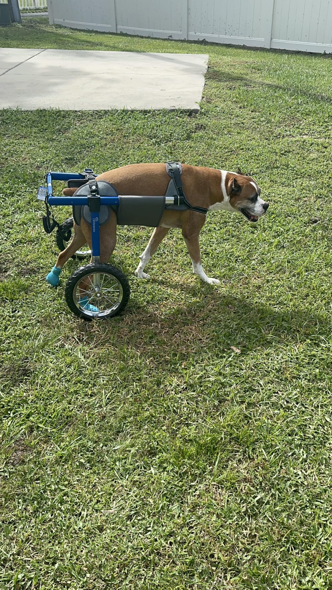 Dog Wheelchair for Back Legs, Dog Wheelchair with All-Terrain Tires & Durable Bearings, Large Dog Wheelchair for Back Legs, 48.5-66.1 lbs (L) customer photo 1