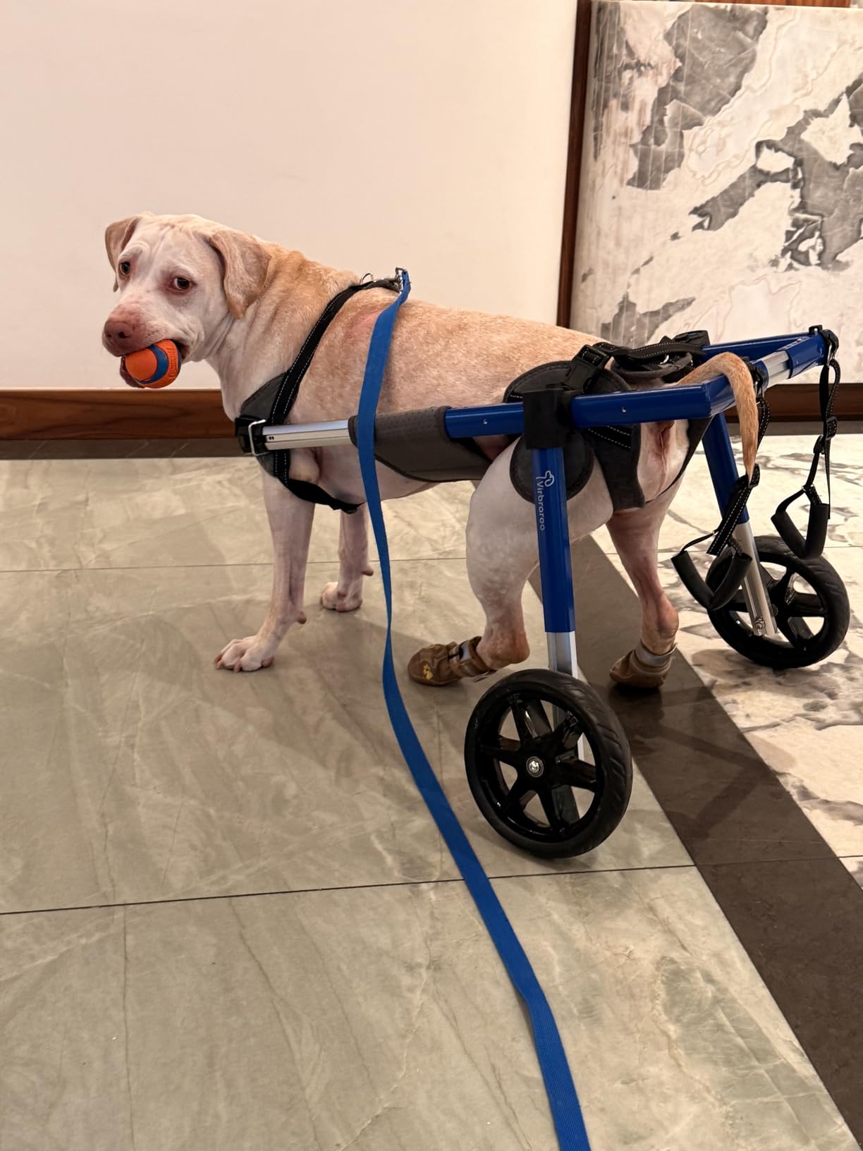 Dog Wheelchair for Back Legs, Dog Wheelchair with All-Terrain Tires & Durable Bearings, Large Dog Wheelchair for Back Legs, 48.5-66.1 lbs (L) customer photo 2