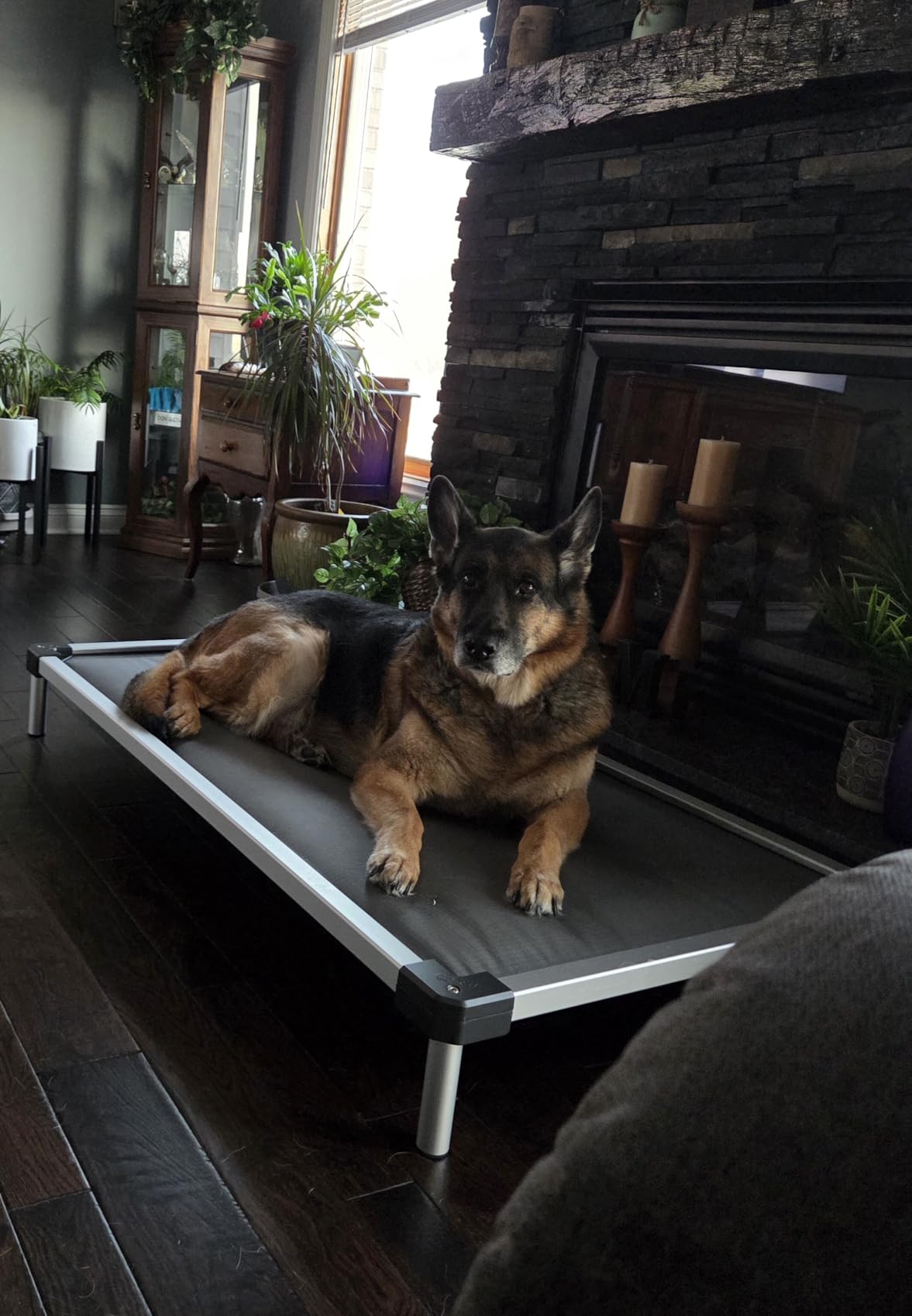 FXW TitanNest Chew-Proof Elevated Dog Bed, Raised Cot for Indoor/Outdoor/Camping Use, Durable & Washable Padded Pet Bed for Extra-Large Dogs, 56.0