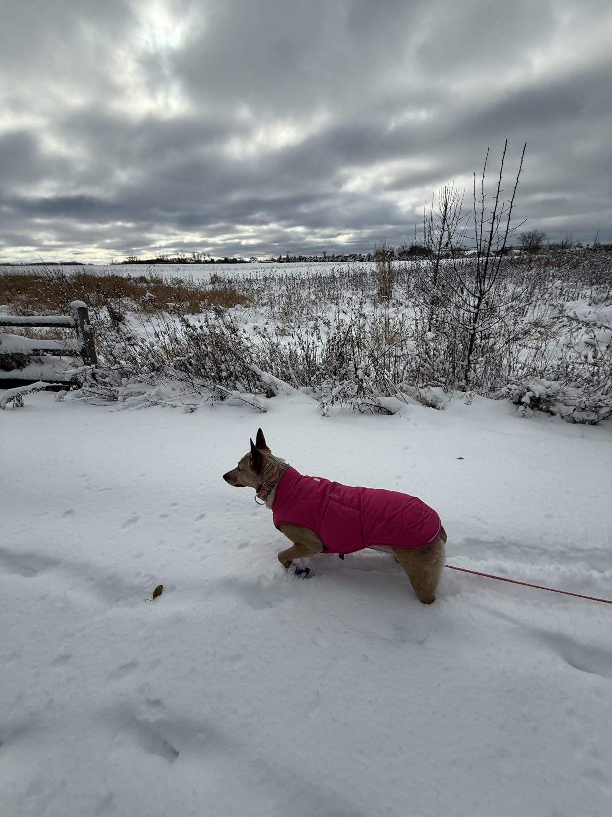 Quinzee Dog Winter Jacket, Insulated Packable Puffer Vest with Leash Portal, Reflective Trim & Weather-Resistant Shell, Adjustable Fit Coat, Harness Compatible, River Rock Green, X-Large customer photo 2