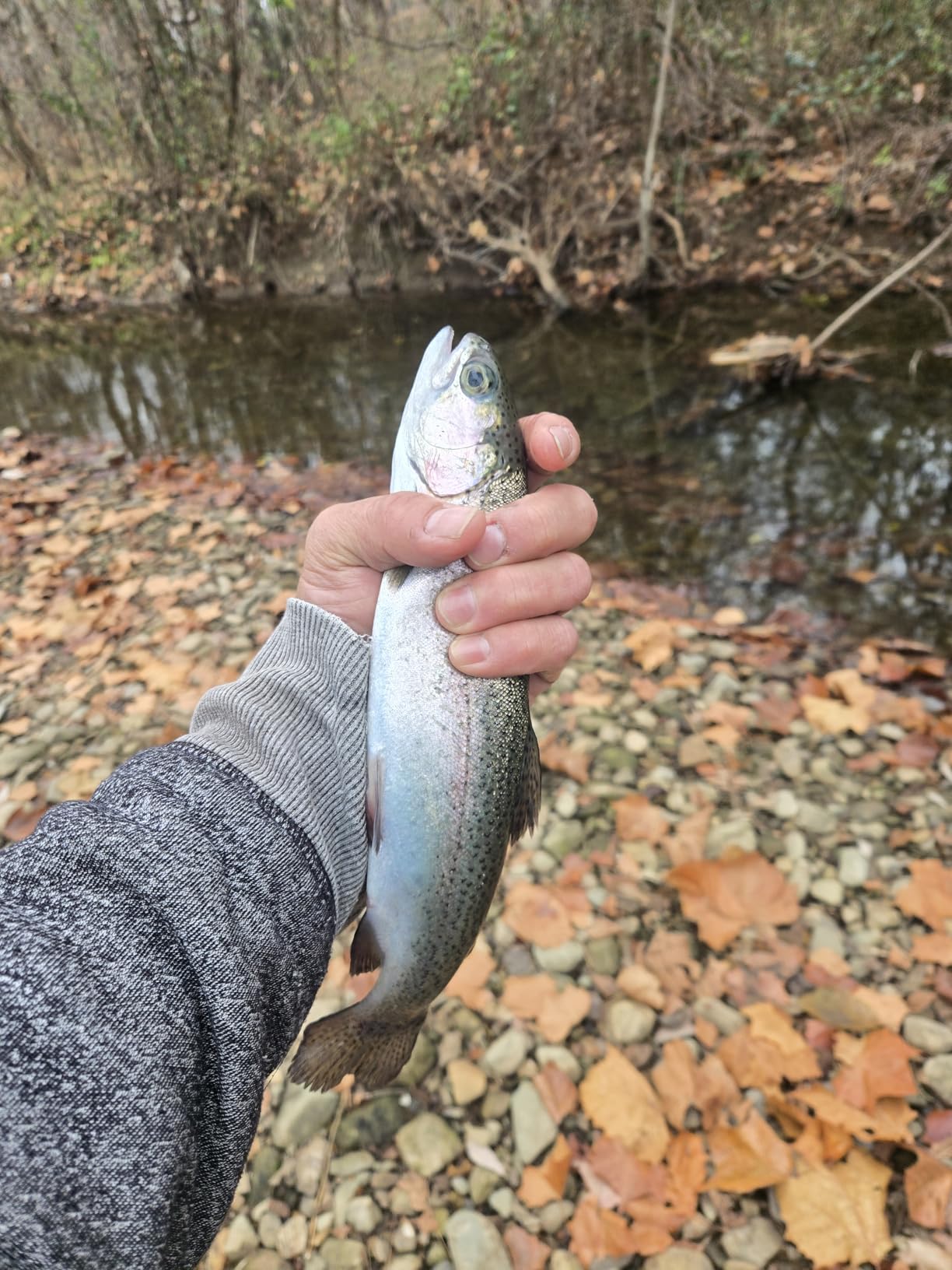 Maxcatch Mini Tenkara Fly Fishing Rod with Extra Tip Section 12ft, 9ft6 customer photo 1
