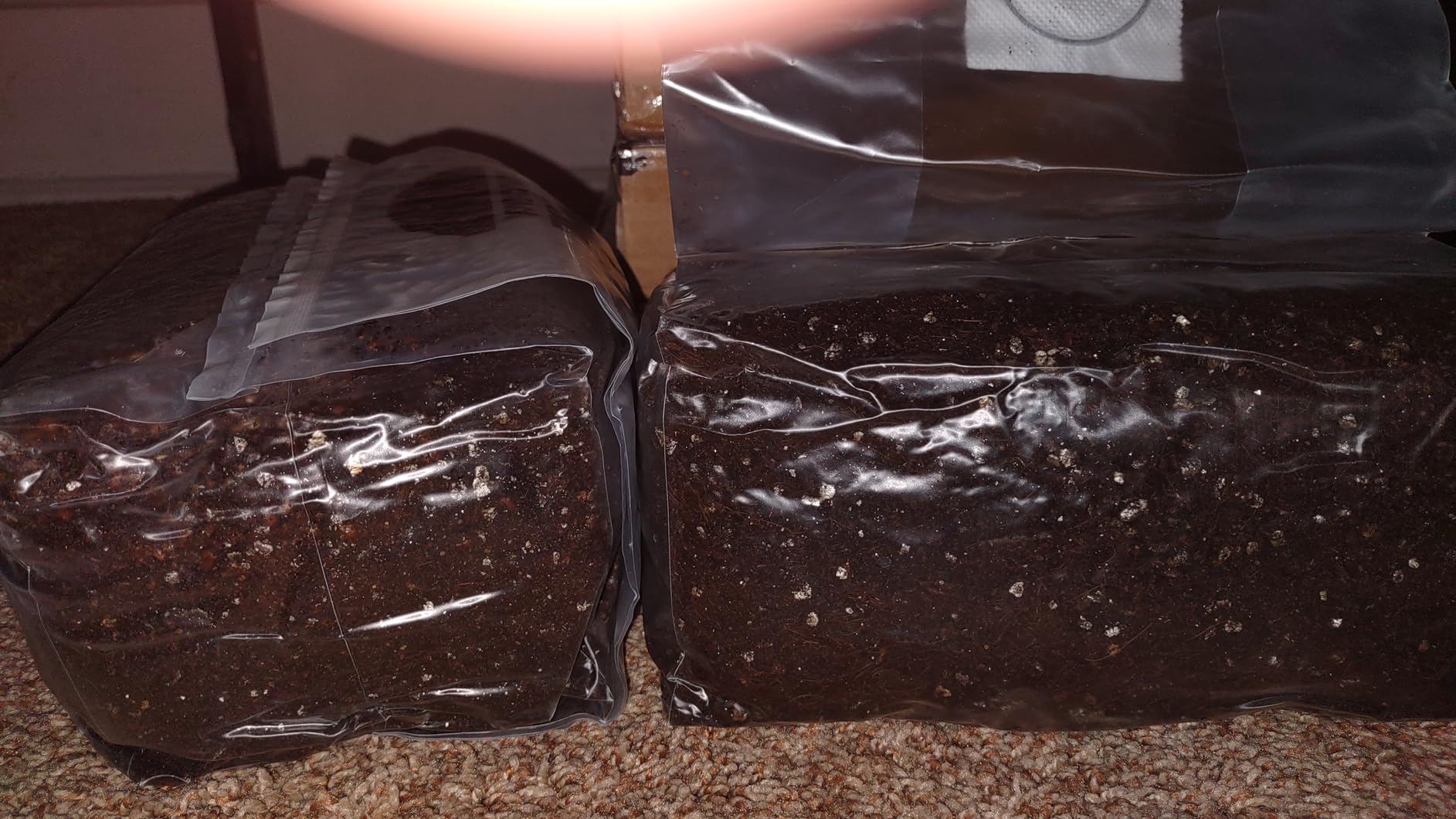 6 LB All-in-One Mushroom Grow Kit, Up to 64oz of Fresh Mushrooms Over 3 Flushes, Sterilized Grain Bag + Dung-Loving Substrate, Injection Port, OMRI-Listed, Made in USA, Just Add Spores customer photo 1