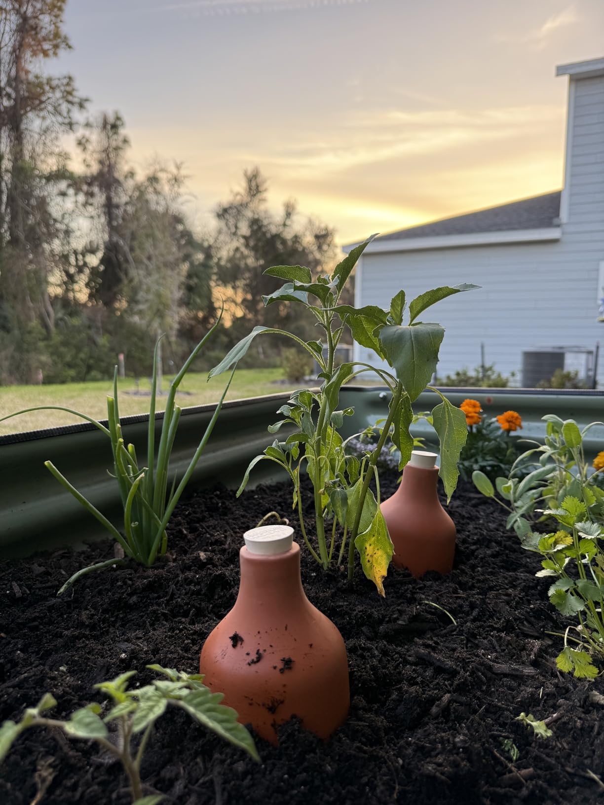 Back to the Roots Self-Watering Terracotta Olla Pot (Pack of 3), 700mL Provides 1 Week of Precision Watering customer photo 1