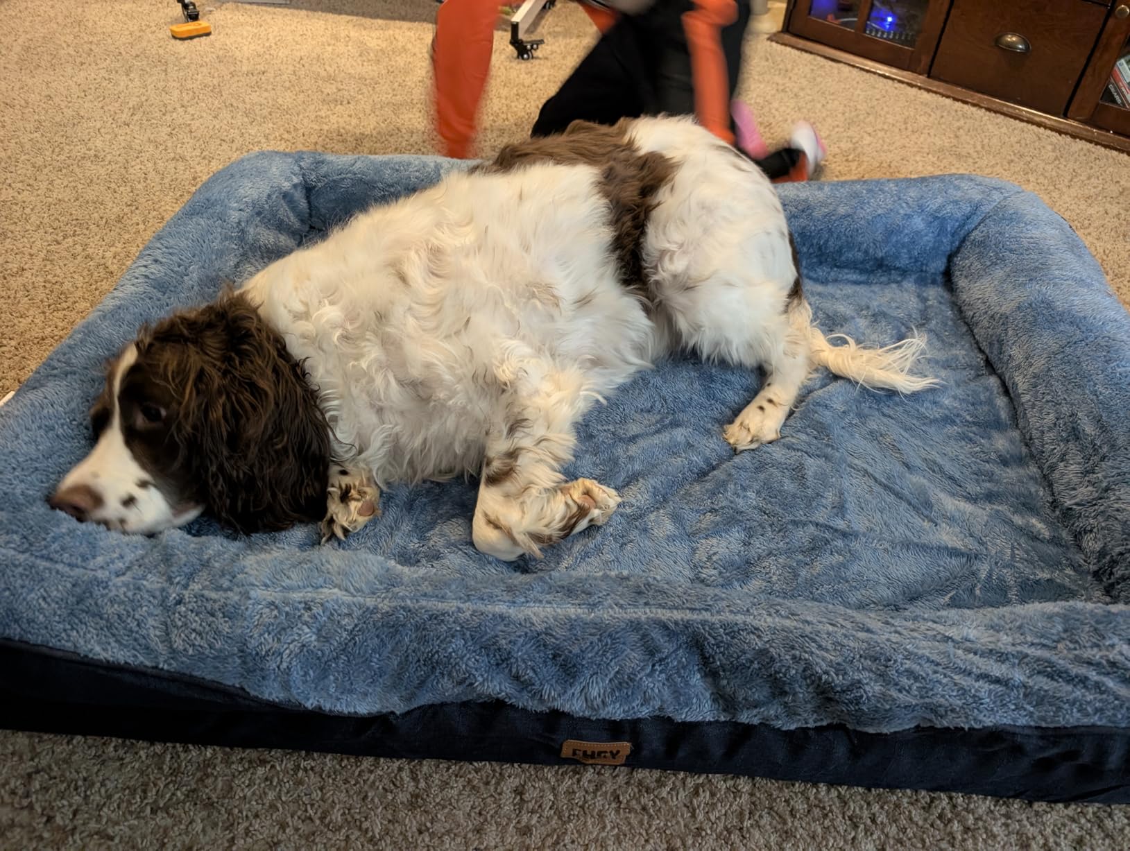 EHEYCIGA Orthopedic XL Dog Bed for Large Sized Dog, 42x30x7.5 Inch Extra Large Memory Foam Dog Couch Bed with Sides, Waterproof Liner & Washable Removable Cover, Bolster Pet Sofa, Grey customer photo 2