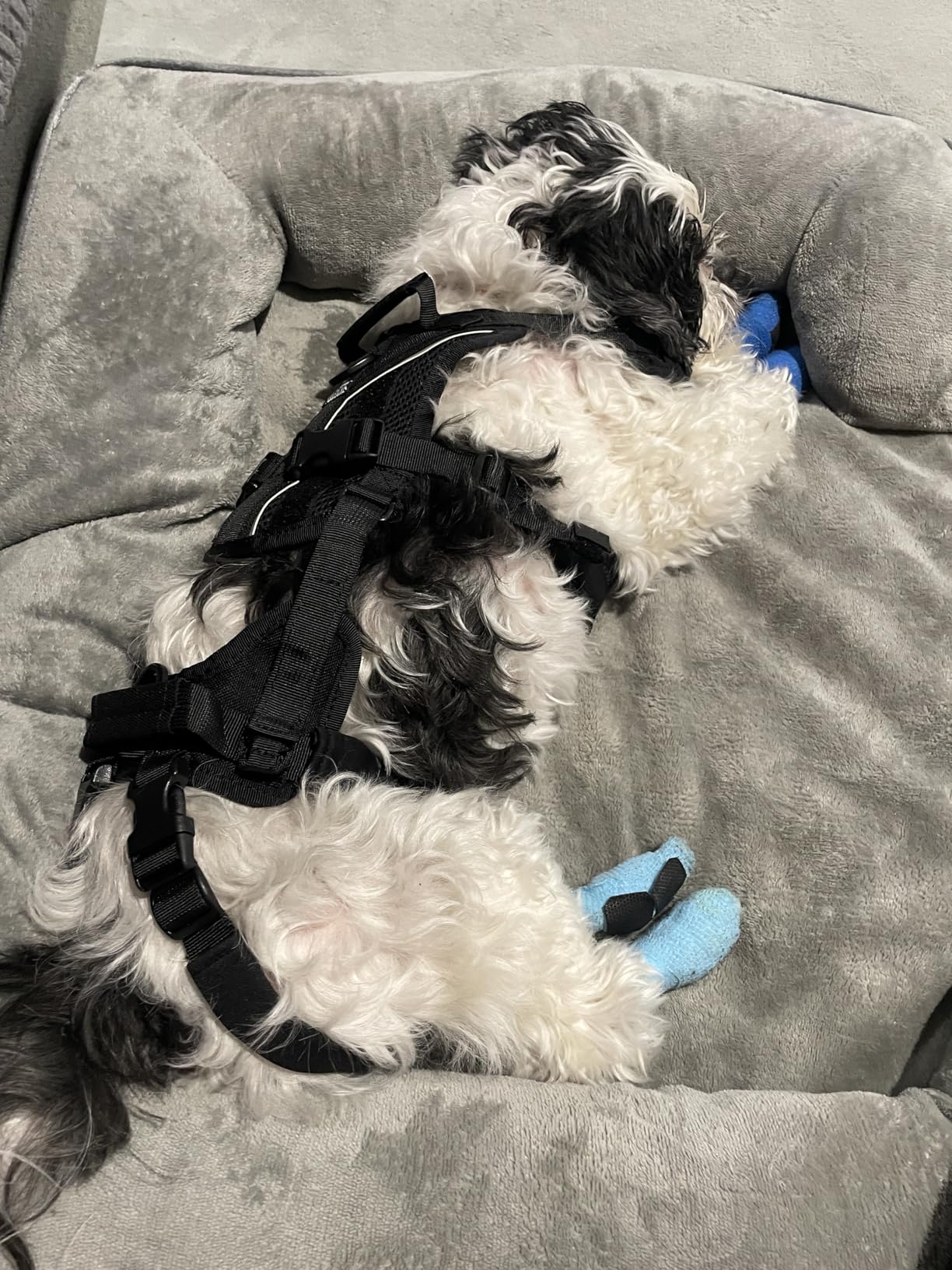 OneTigris Lift Harness for Small Dogs XS, Sling Carrier to Help Lift and Walk, Outdoor Full Body Support with Reflective Straps customer photo 1